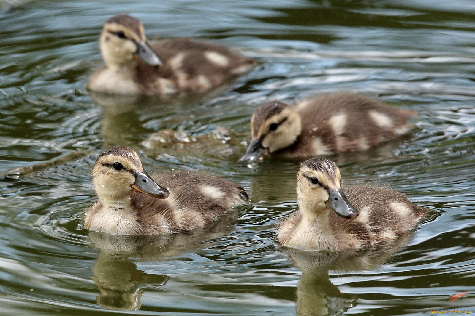 животные, утки, вода, утята