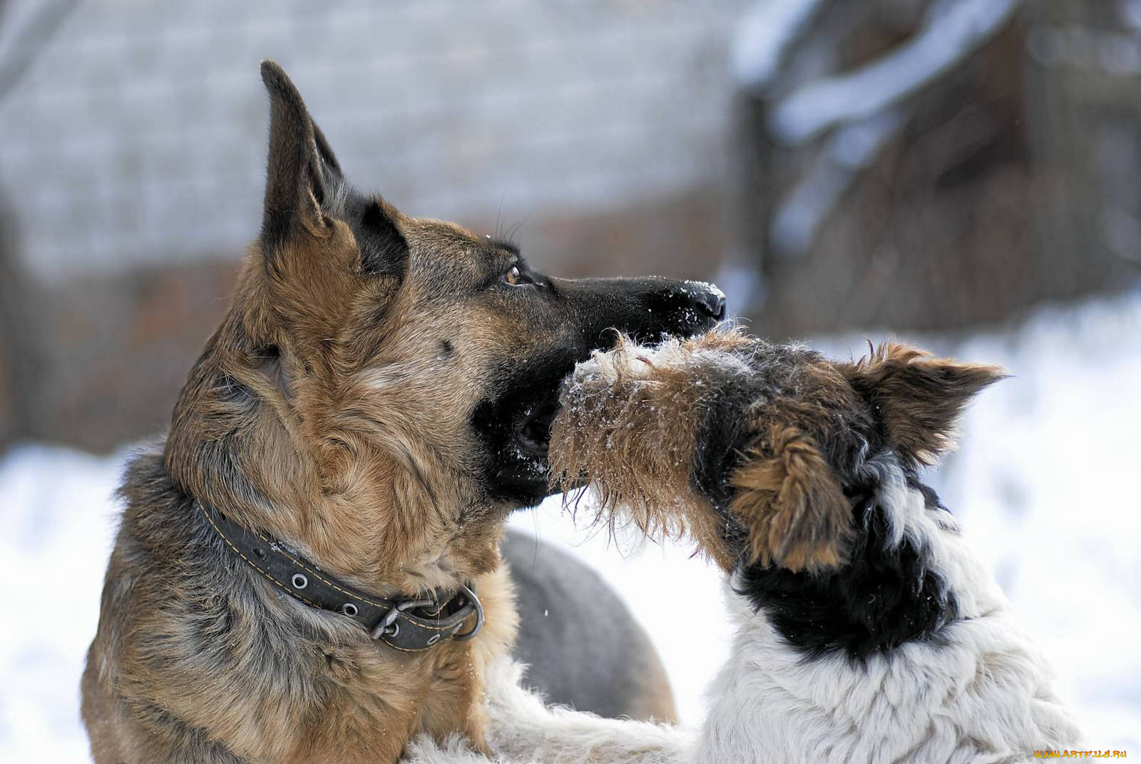 животные, собаки, фокстерьер, овчарка