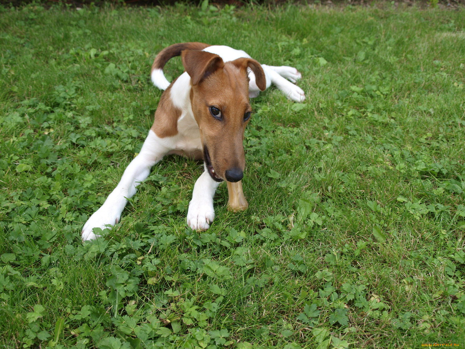 животные, собаки, фокстерьер