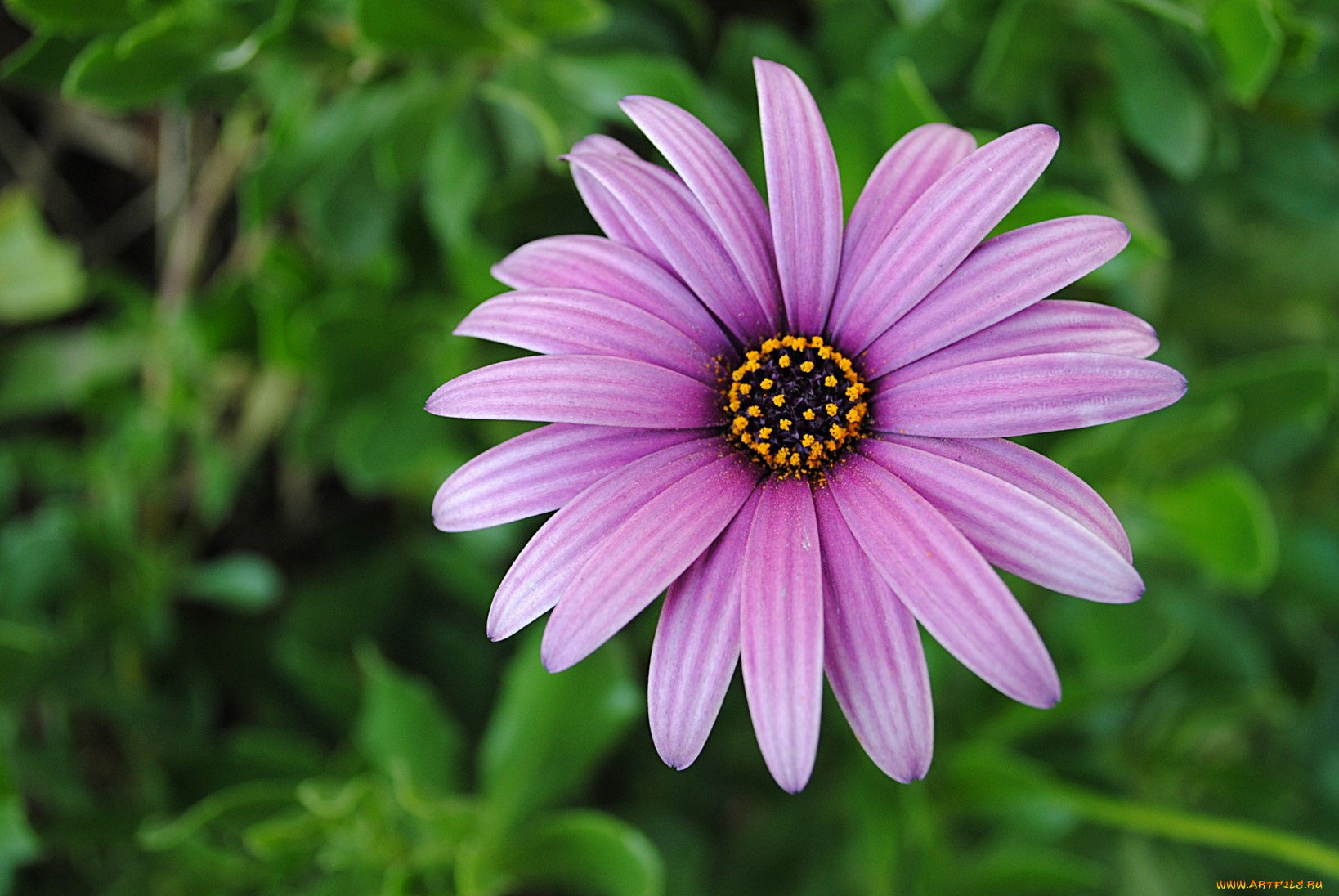 цветы, диморфотеки, сиреневый