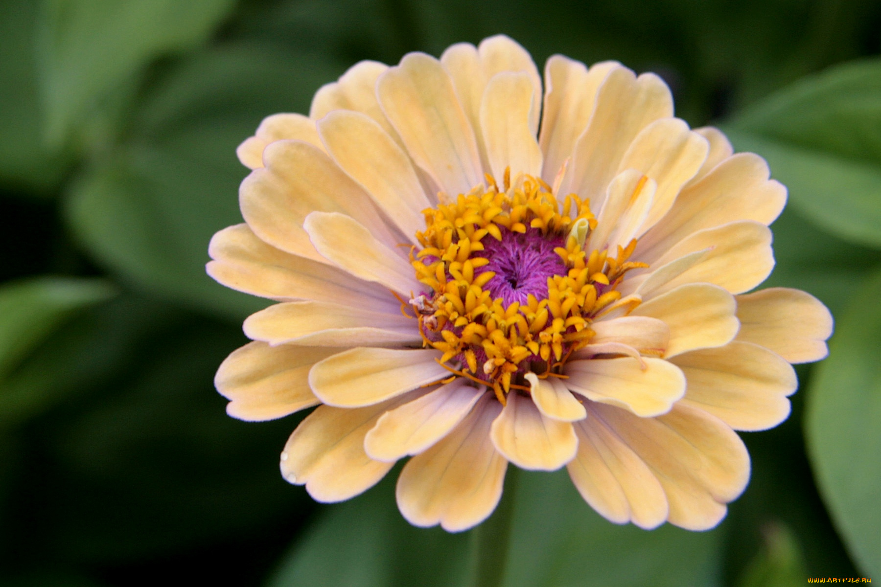 цветы, цинния, лепестки, кремовый