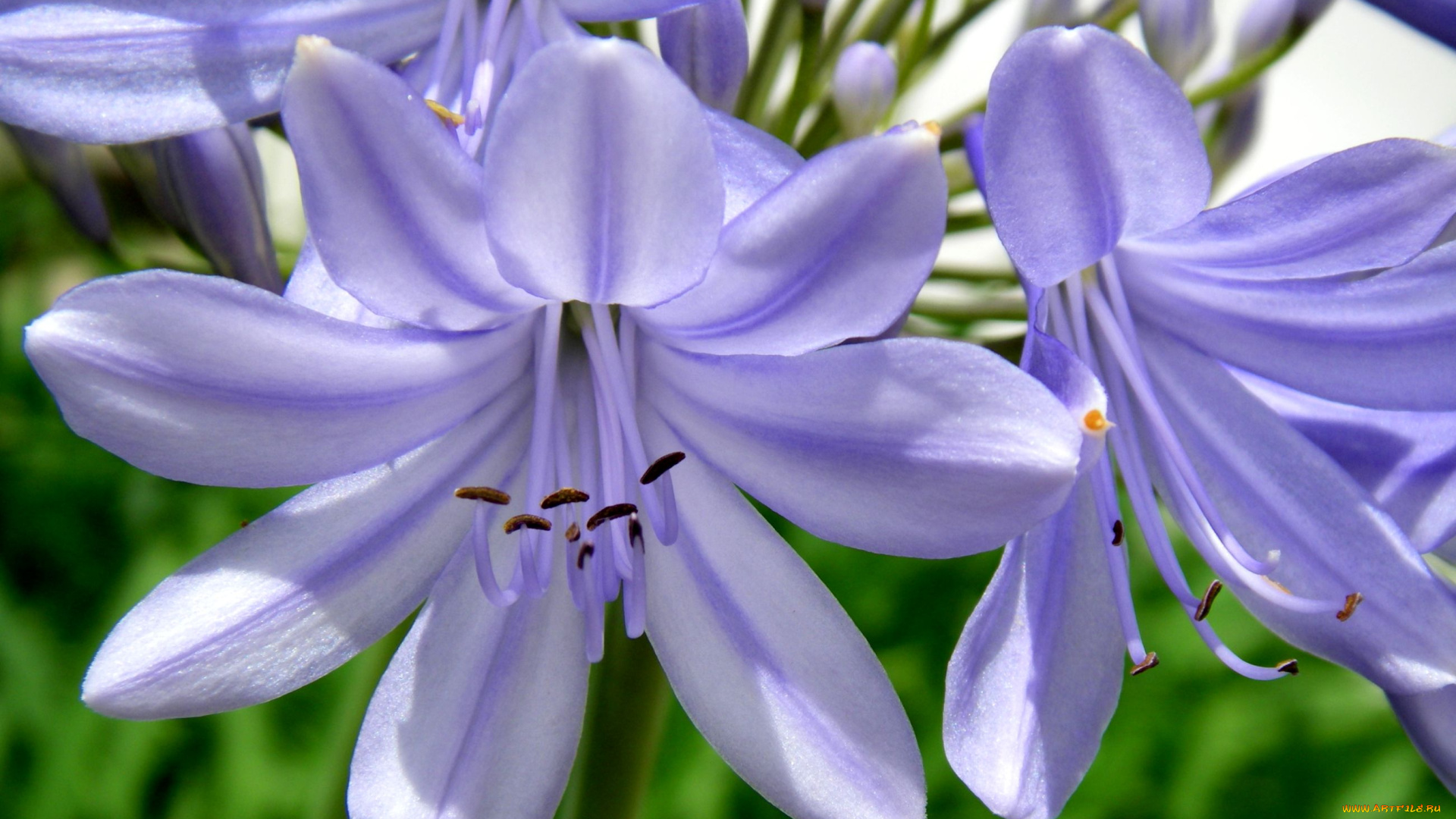 цветы, агапантус, африканская, лилия, сиреневый