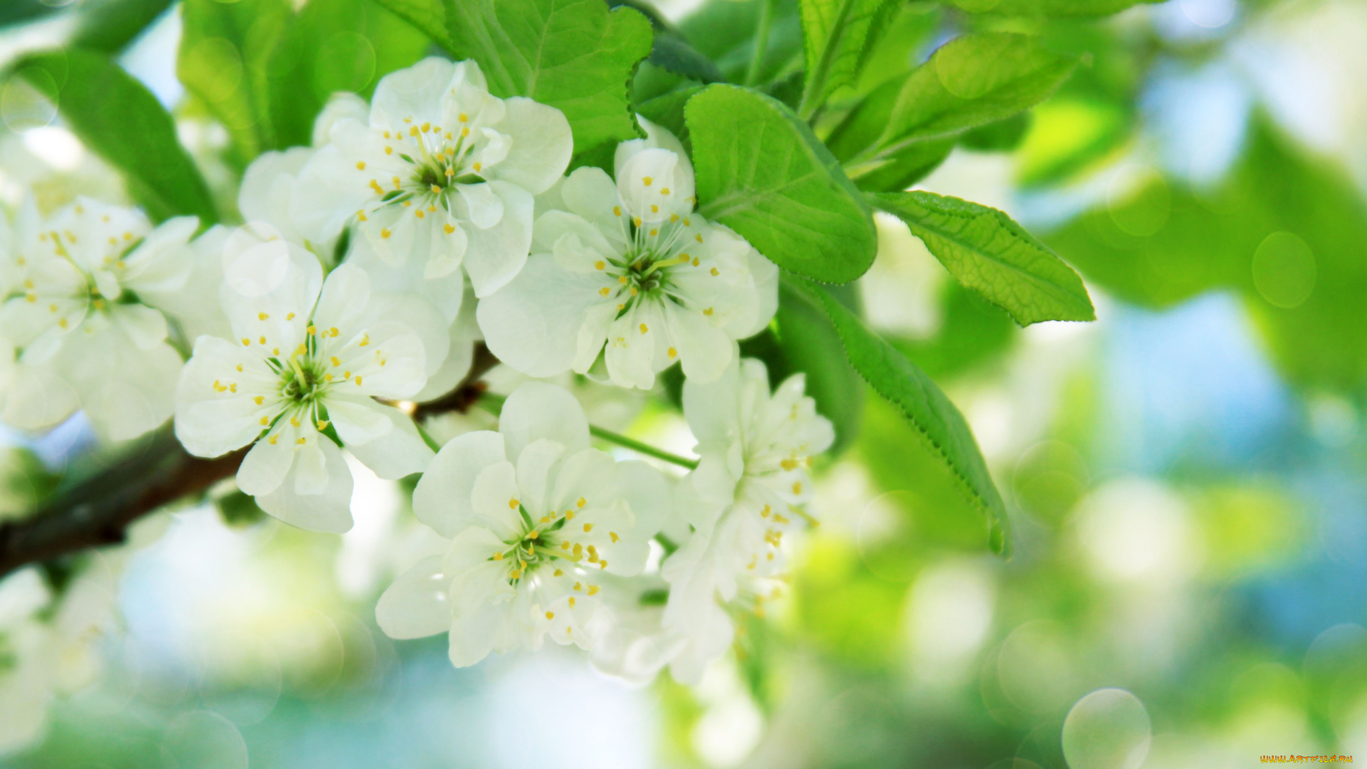 цветы, цветущие, деревья, кустарники, ветка, листья