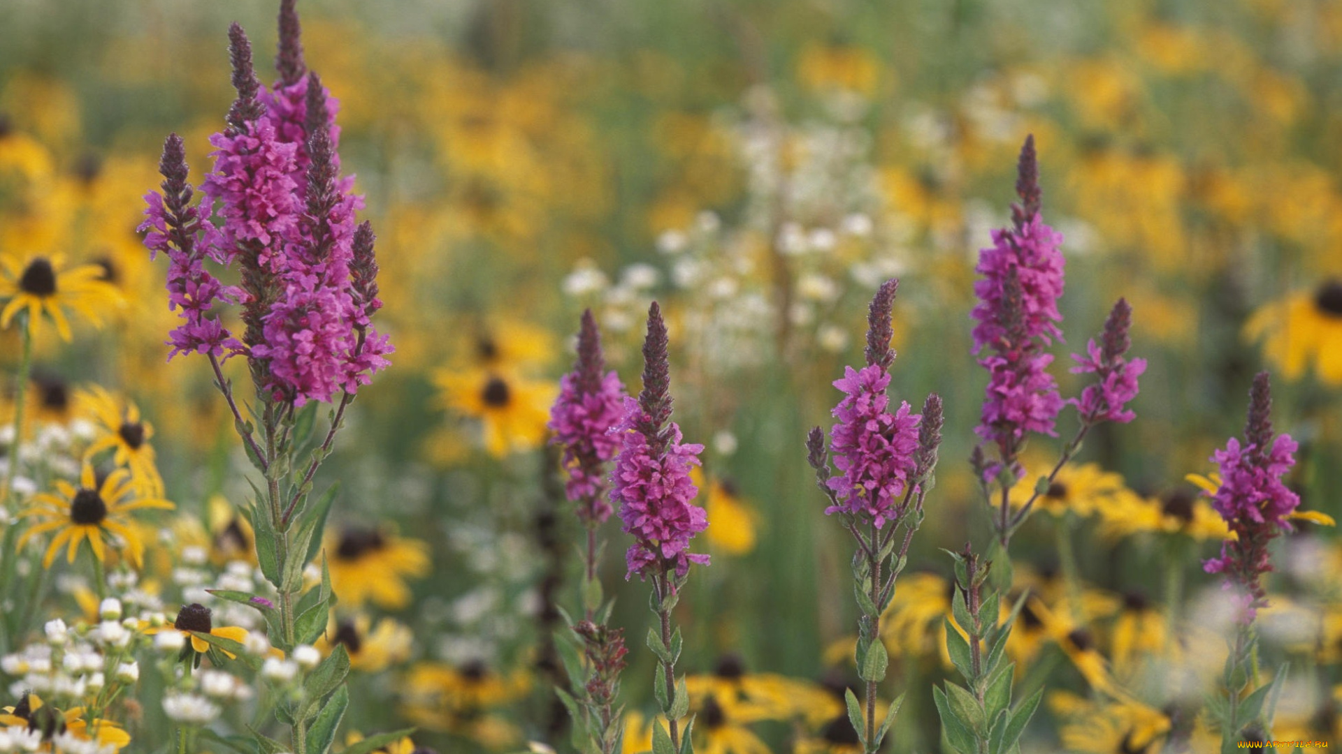 цветы, луговые, полевые, белые, ромашки, фиолетовый