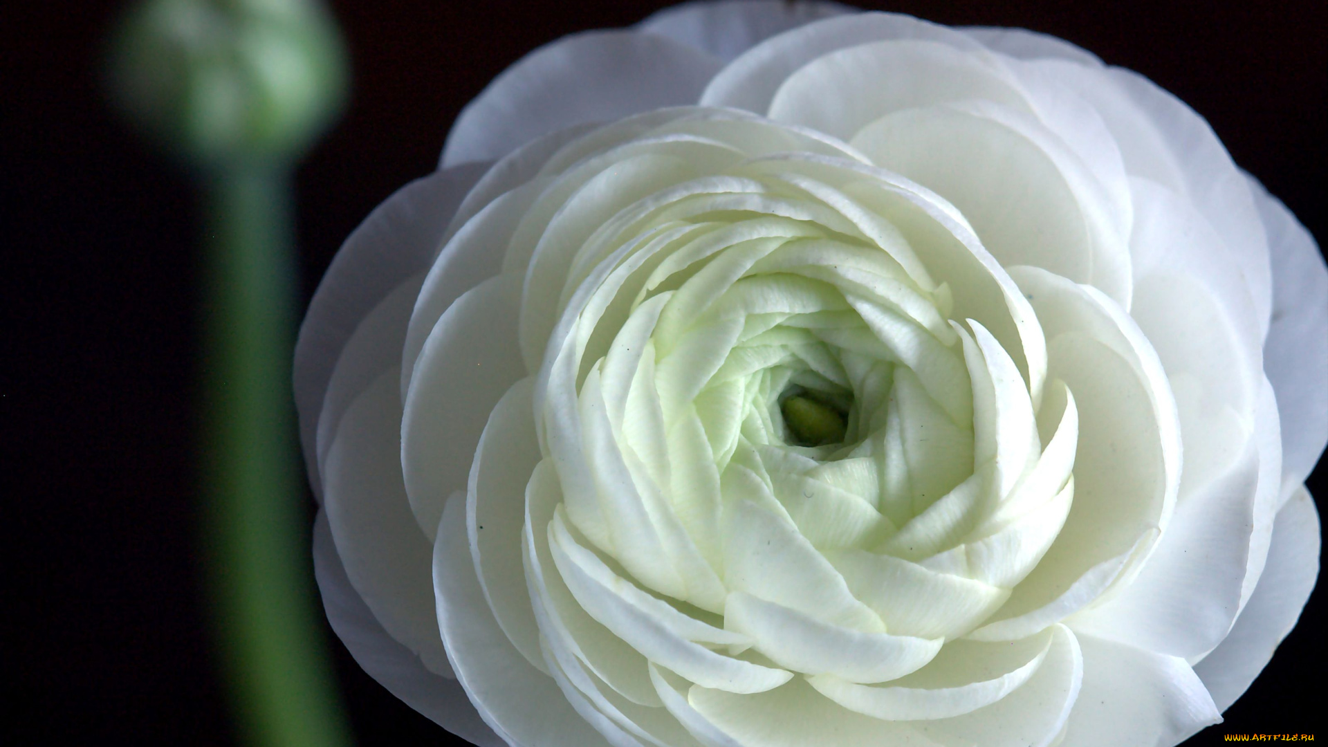 цветы, ранункулюс, азиатский, лютик, лепестки, белый, круглый