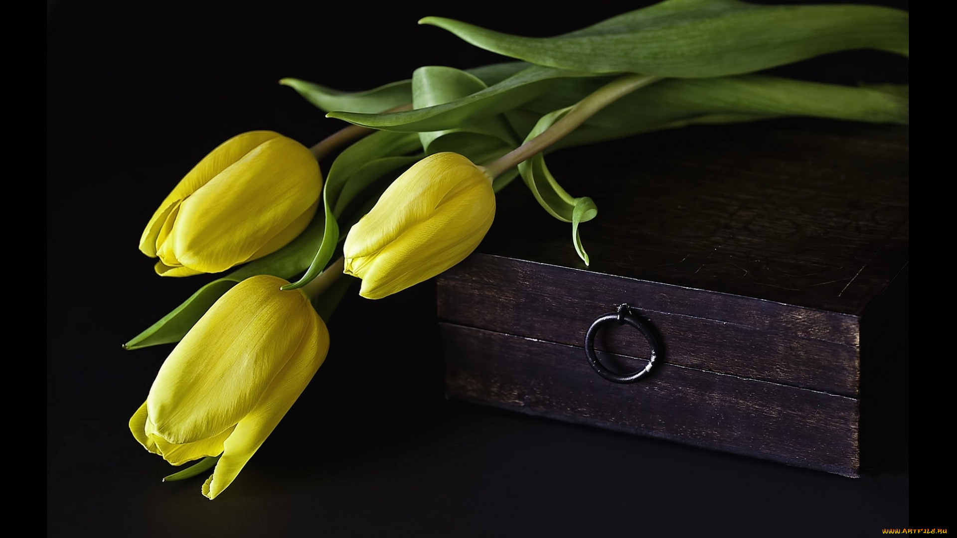 цветы, тюльпаны, желтый, ящик