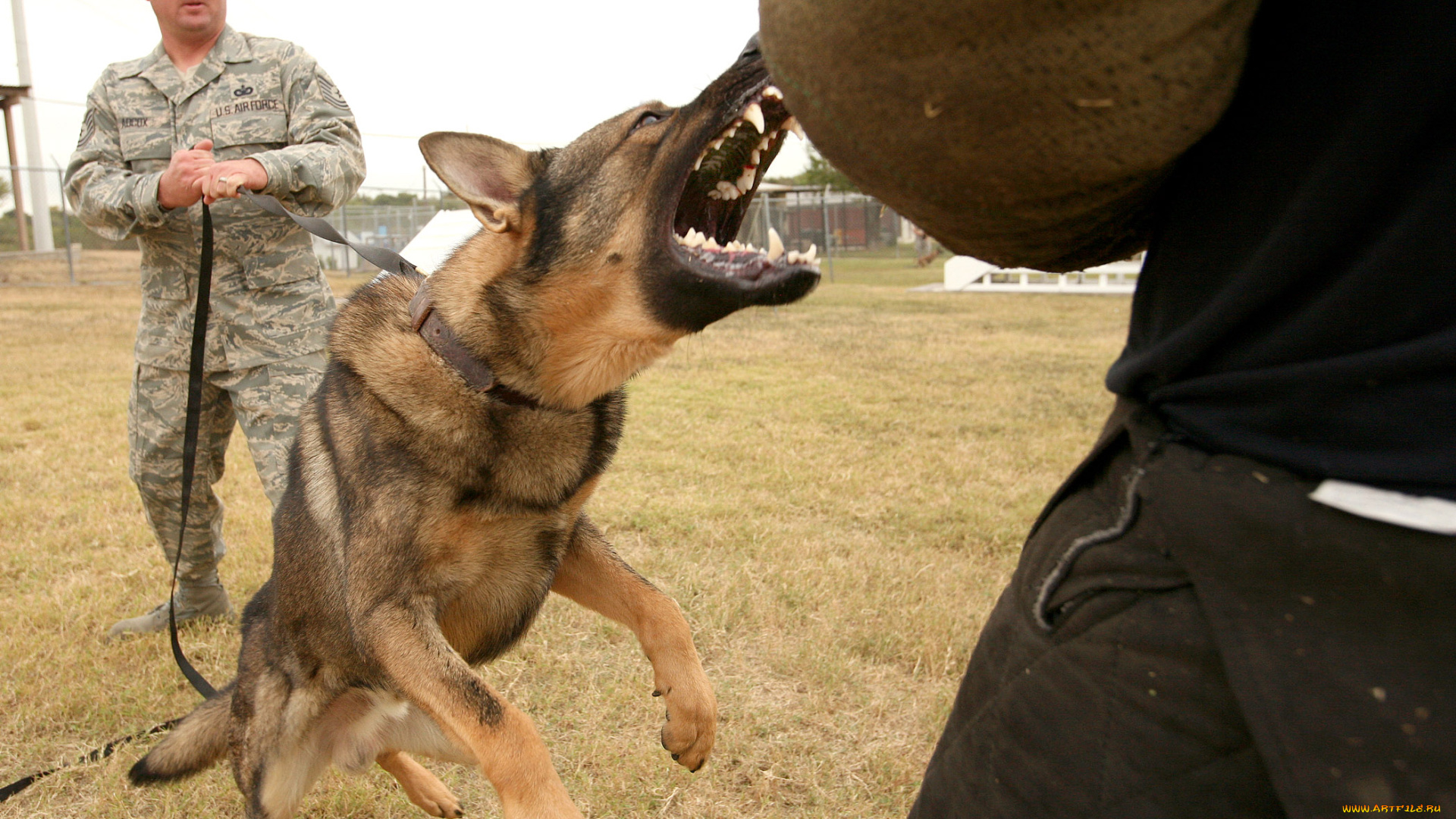 оружие, армия, спецназ, собака, кидается, солдат
