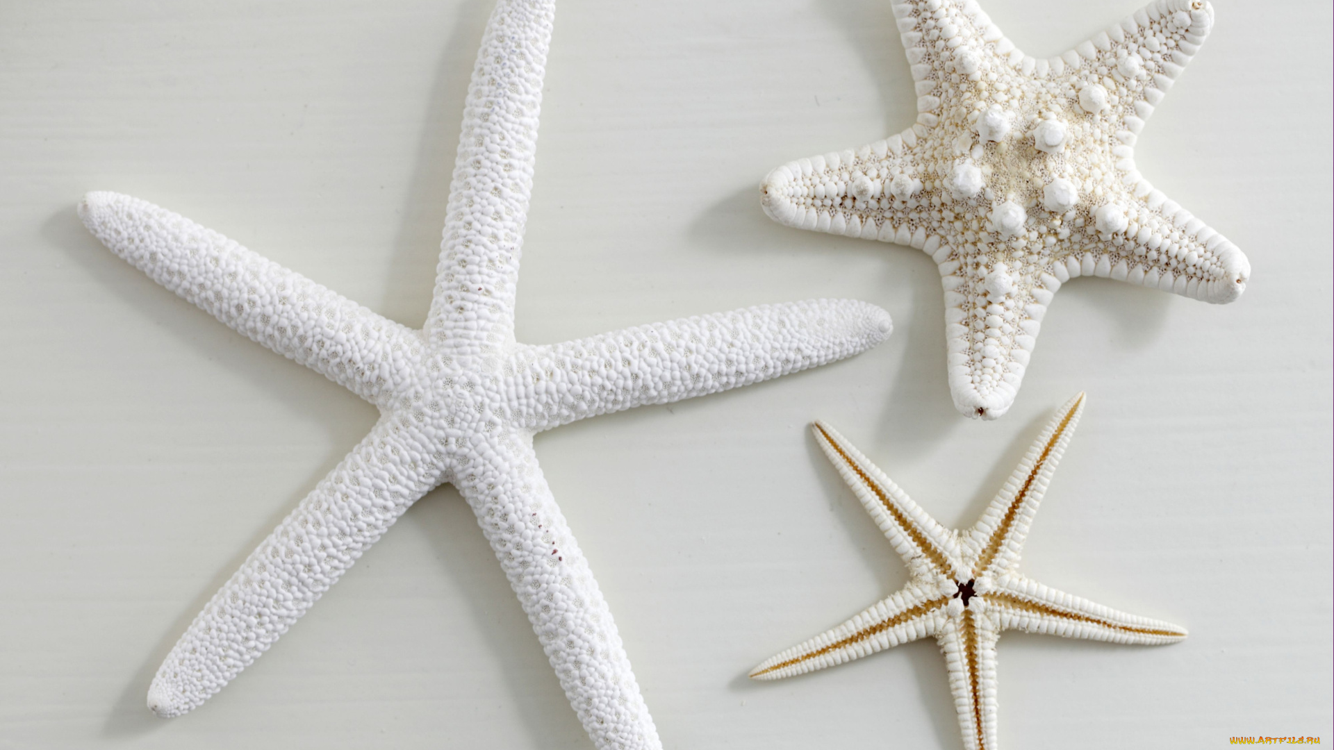 разное, ракушки, кораллы, декоративные, spa, камни, белый, морские, звезды