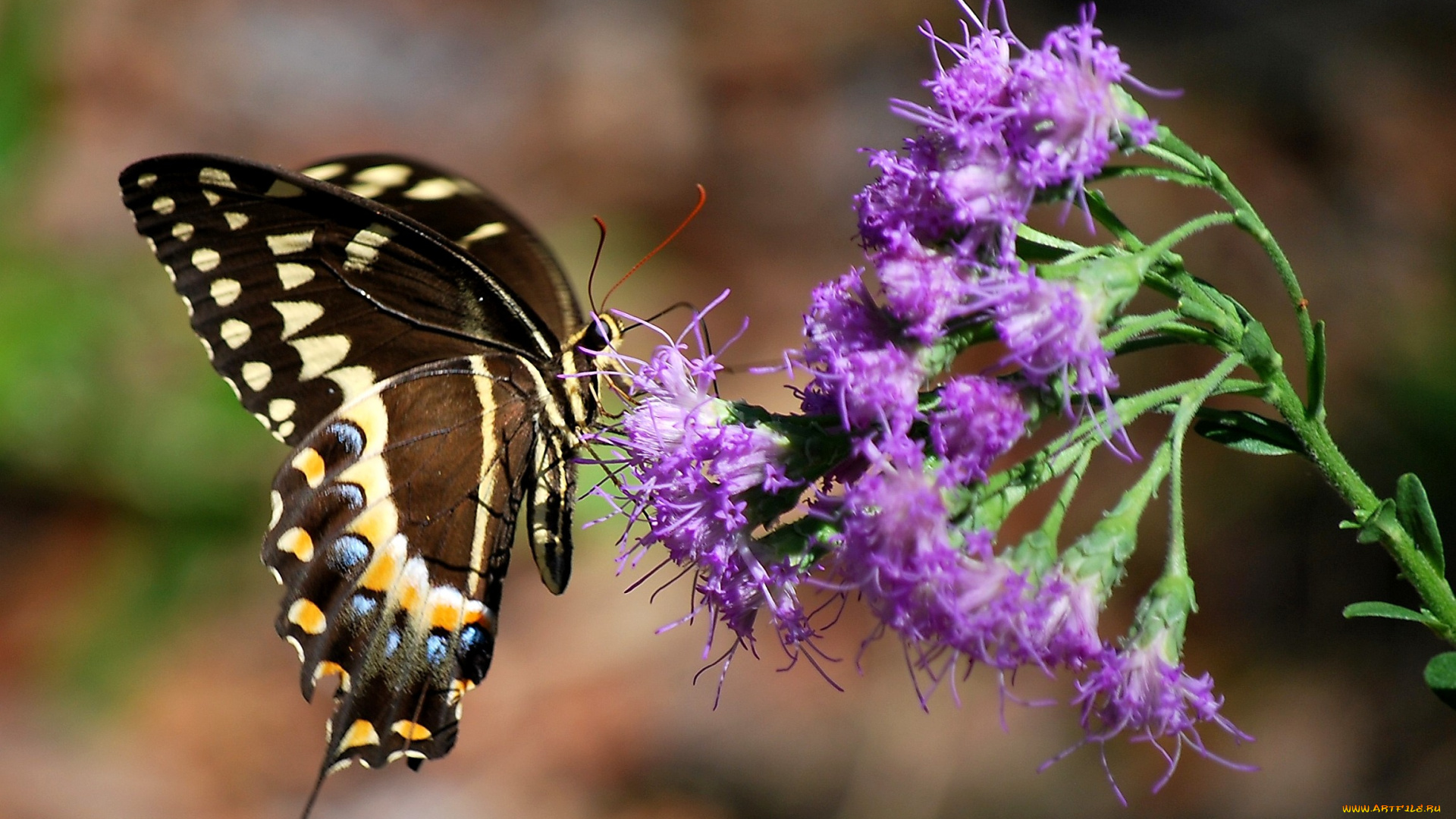 животные, бабочки, крылья, цветок