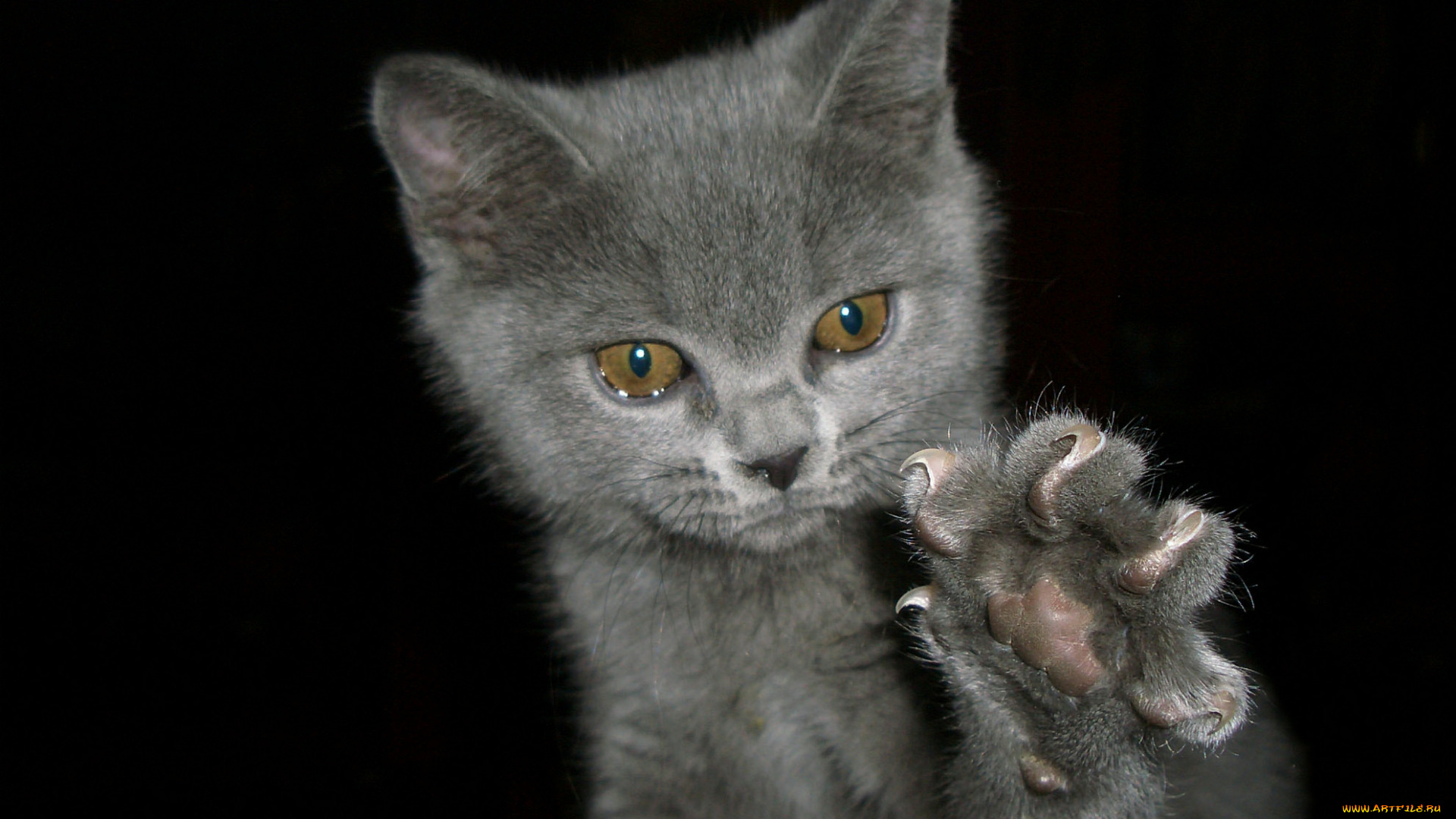 животные, коты, лапа, котёнок