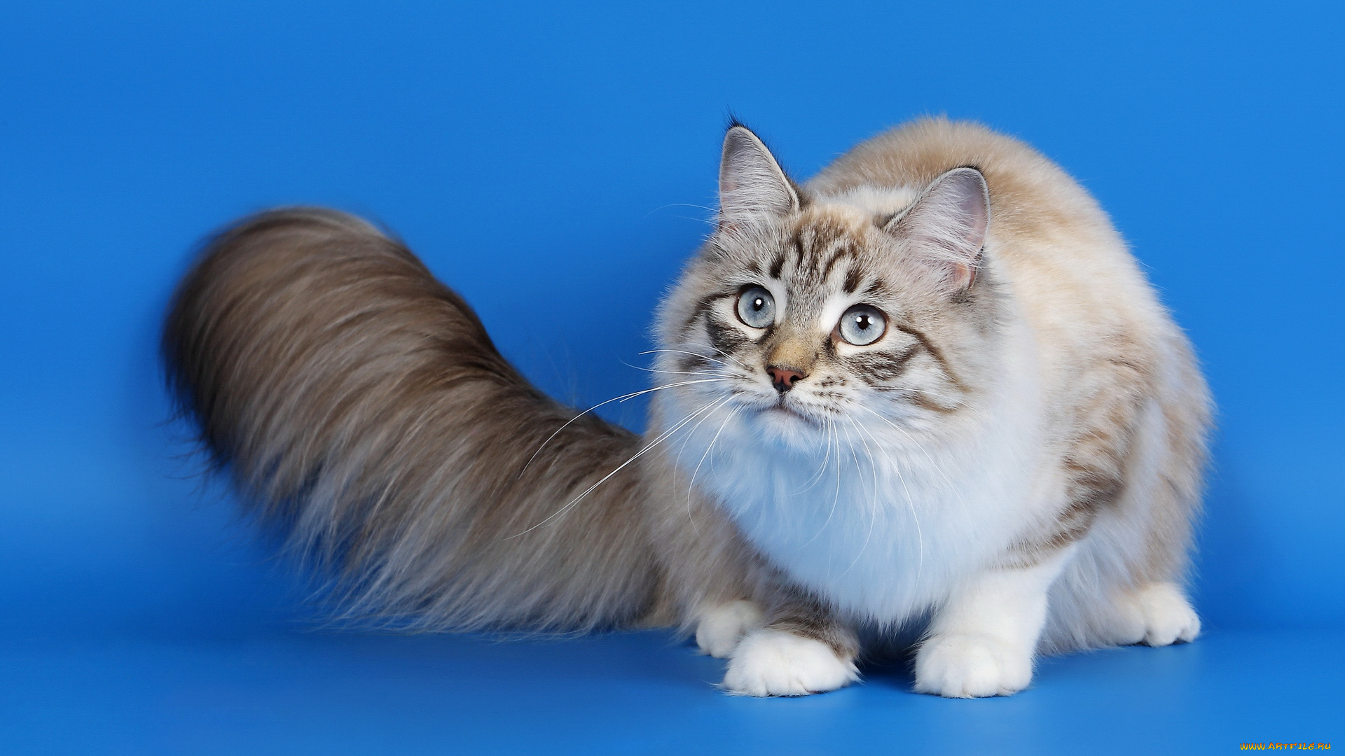 животные, коты, взгляд, кошка