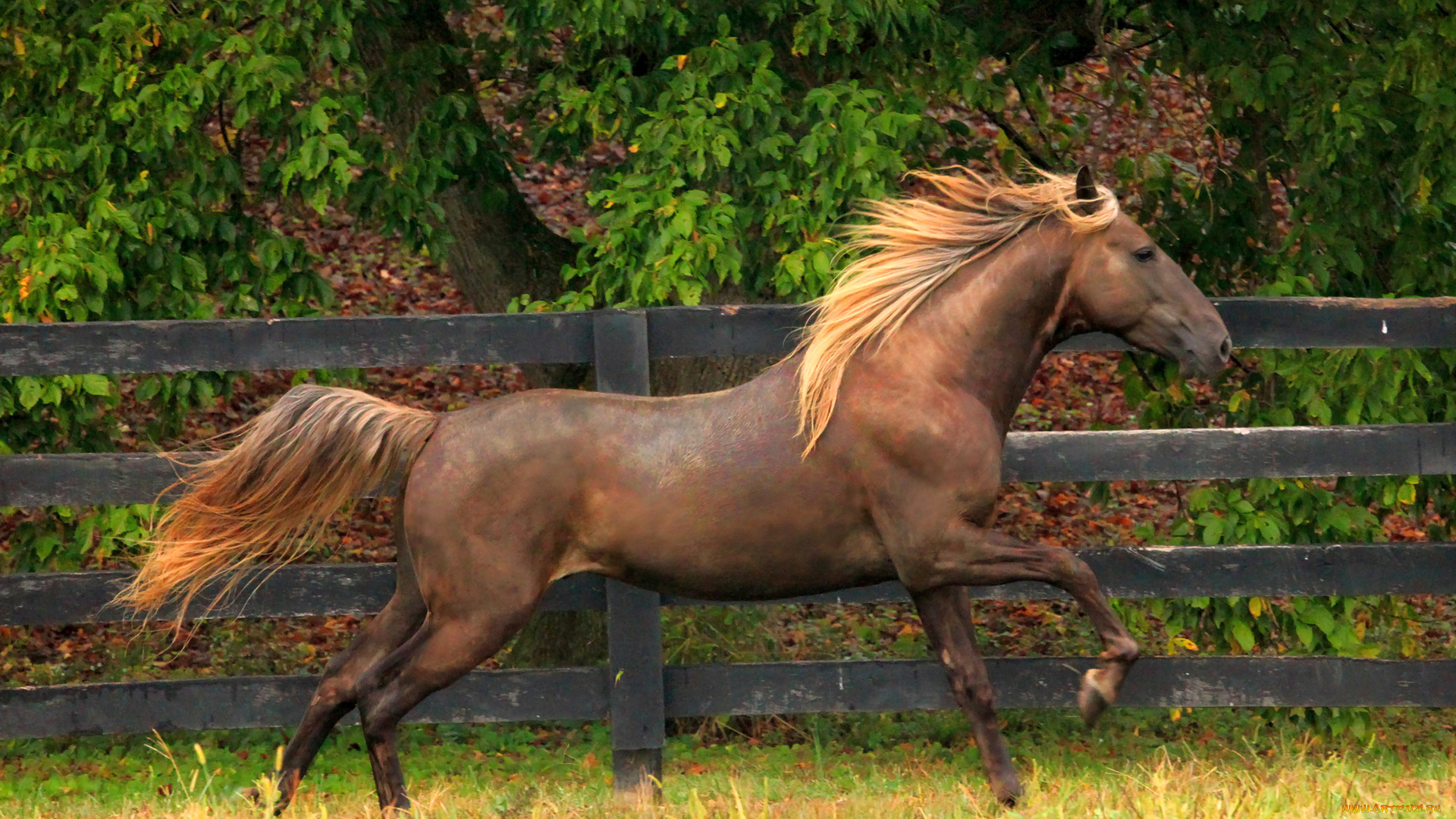 животные, лошади, галоп, кобыла