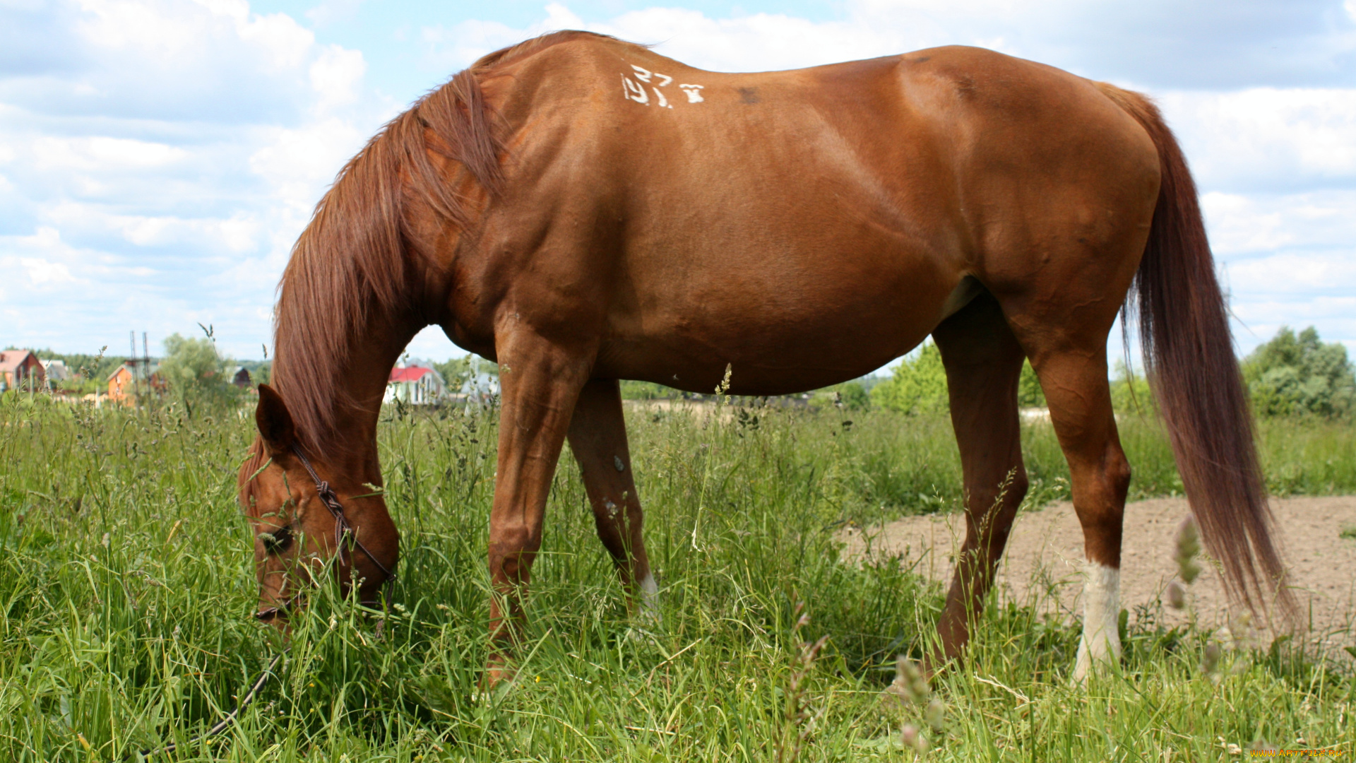 животные, лошади, кобыла, трава