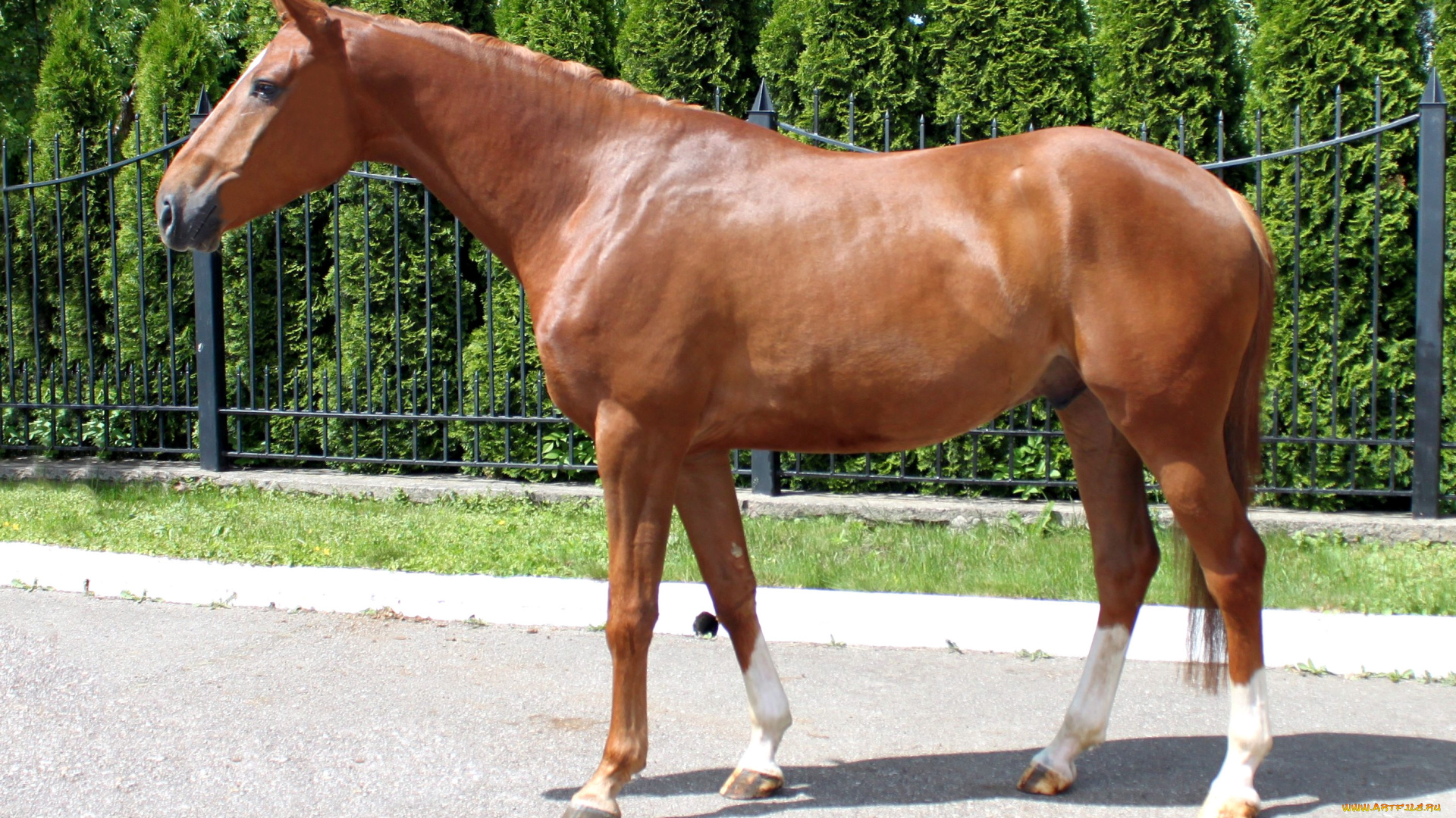 животные, лошади, жеребец