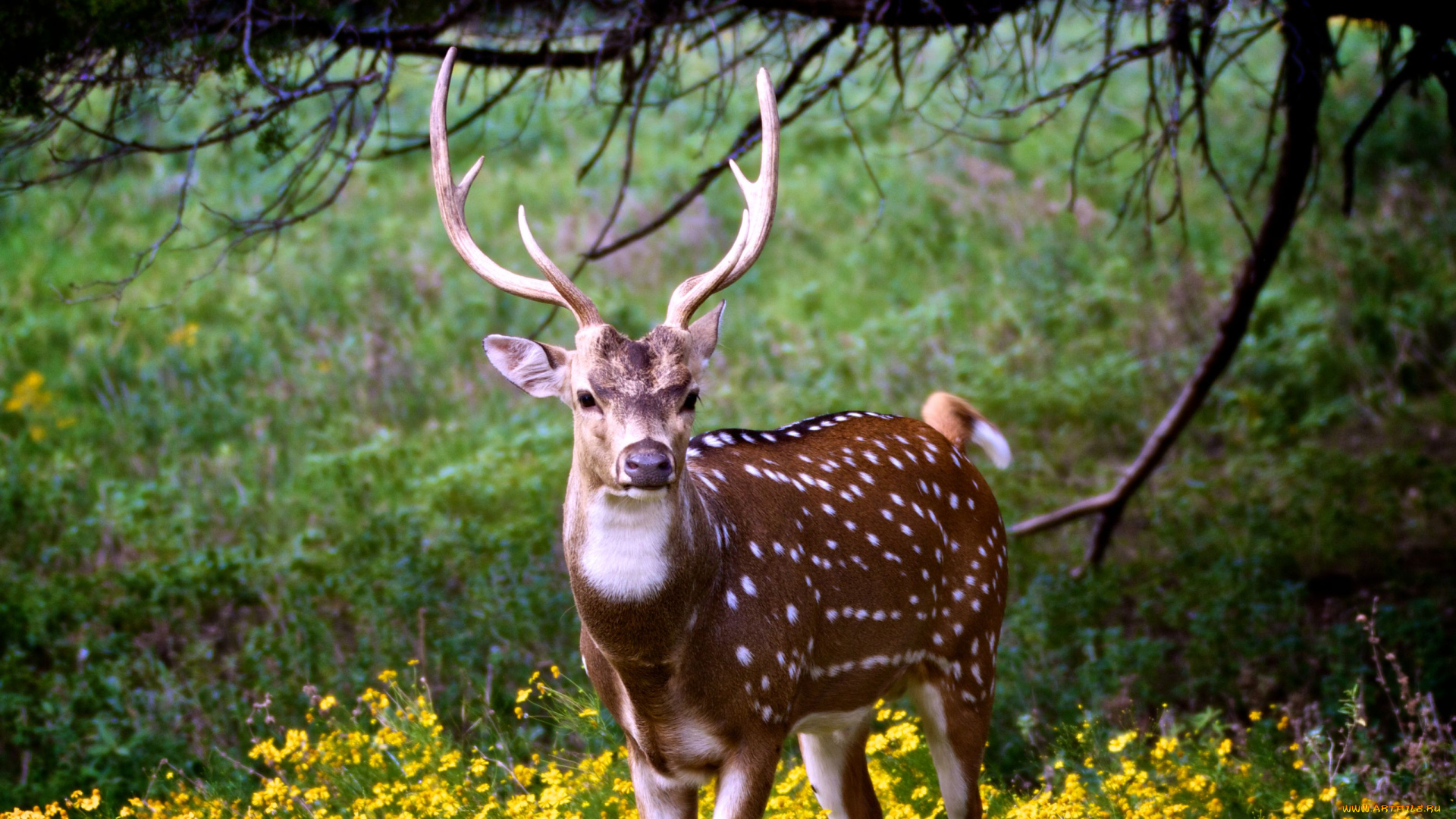 животные, олени, рога, цветы, пятнистый