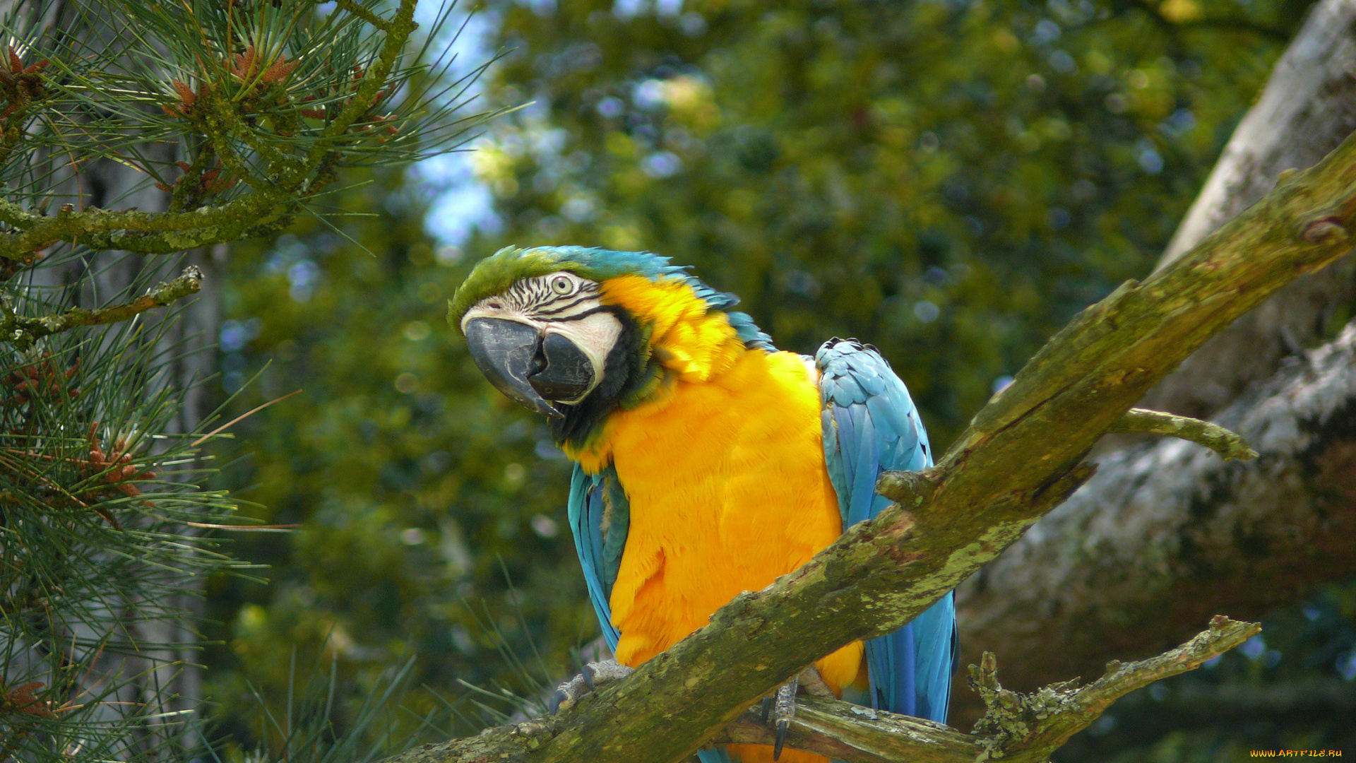 животные, попугаи, ветка, попугай