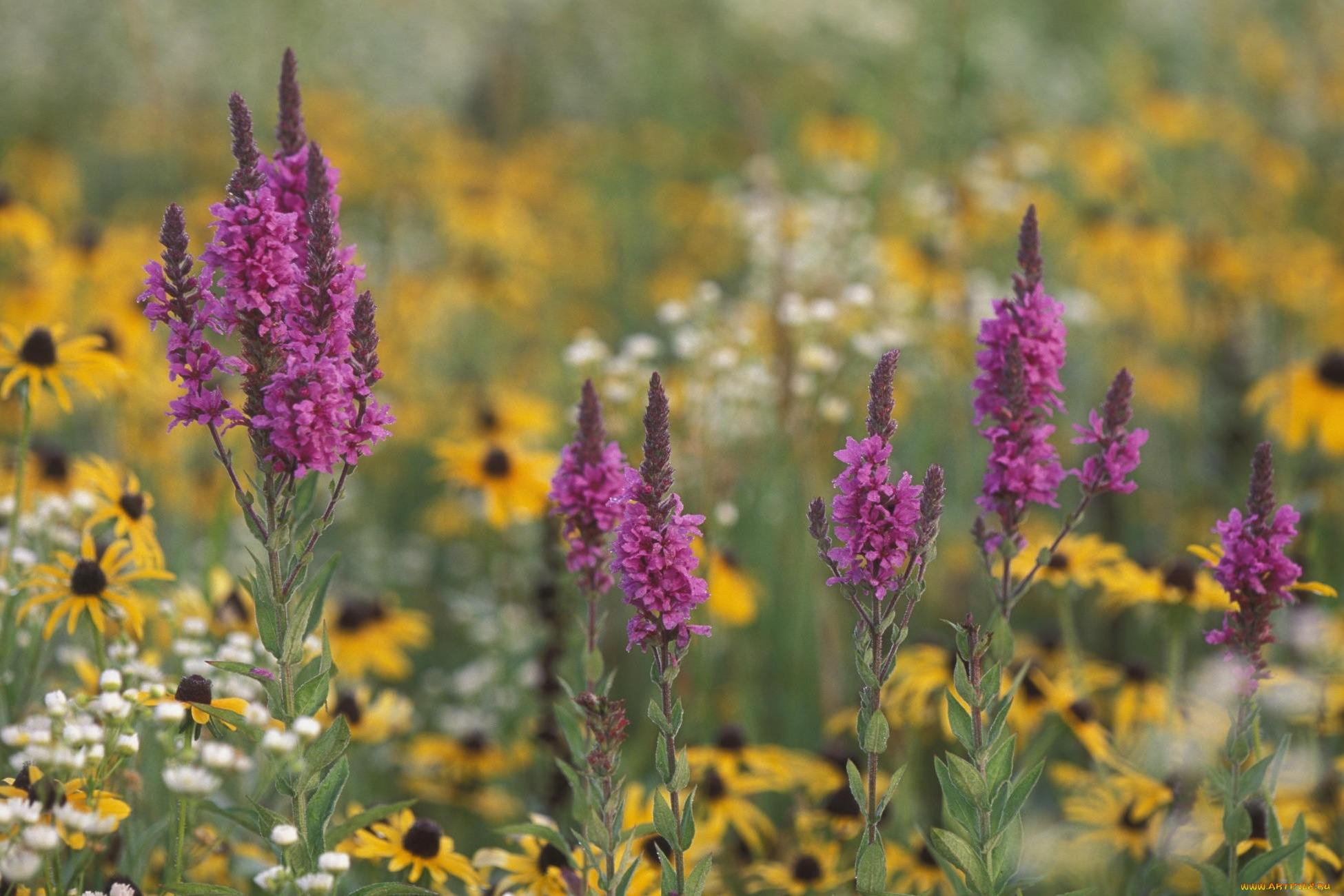 цветы, луговые, полевые, белые, ромашки, фиолетовый