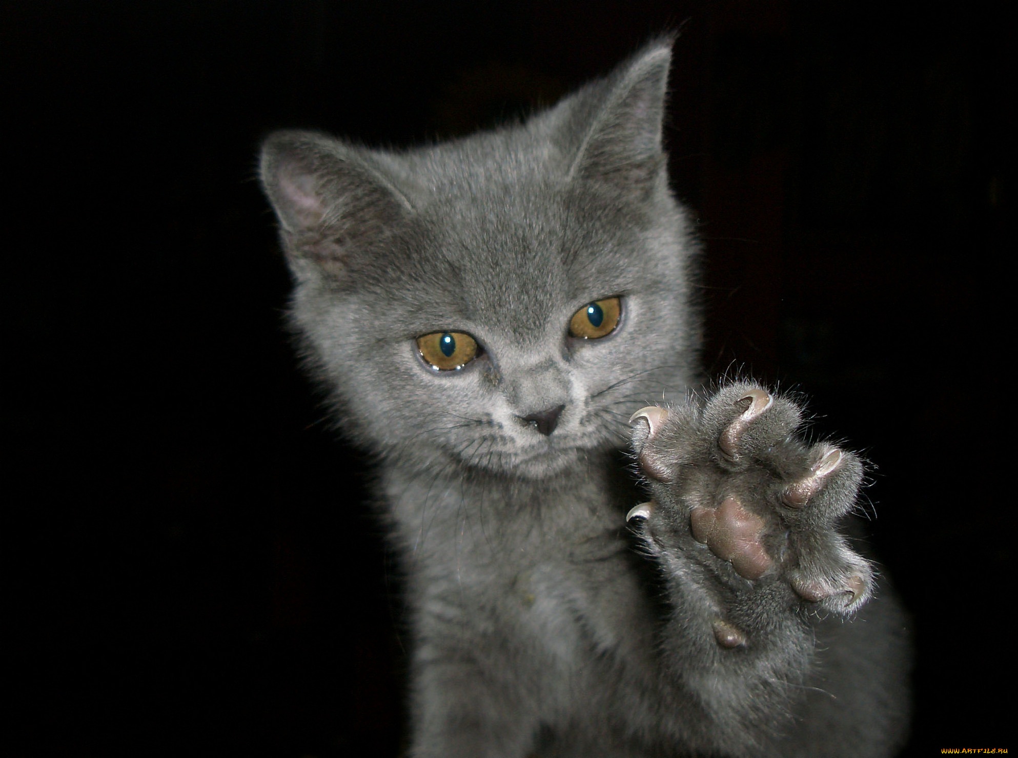 животные, коты, лапа, котёнок