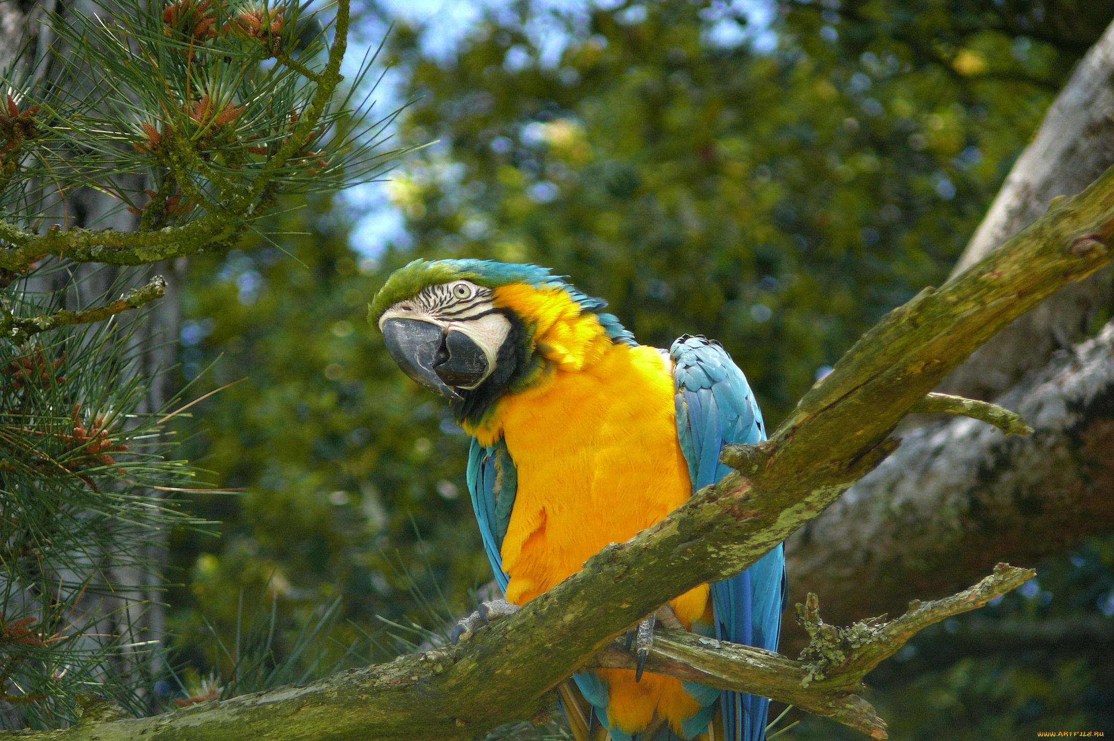 животные, попугаи, ветка, попугай