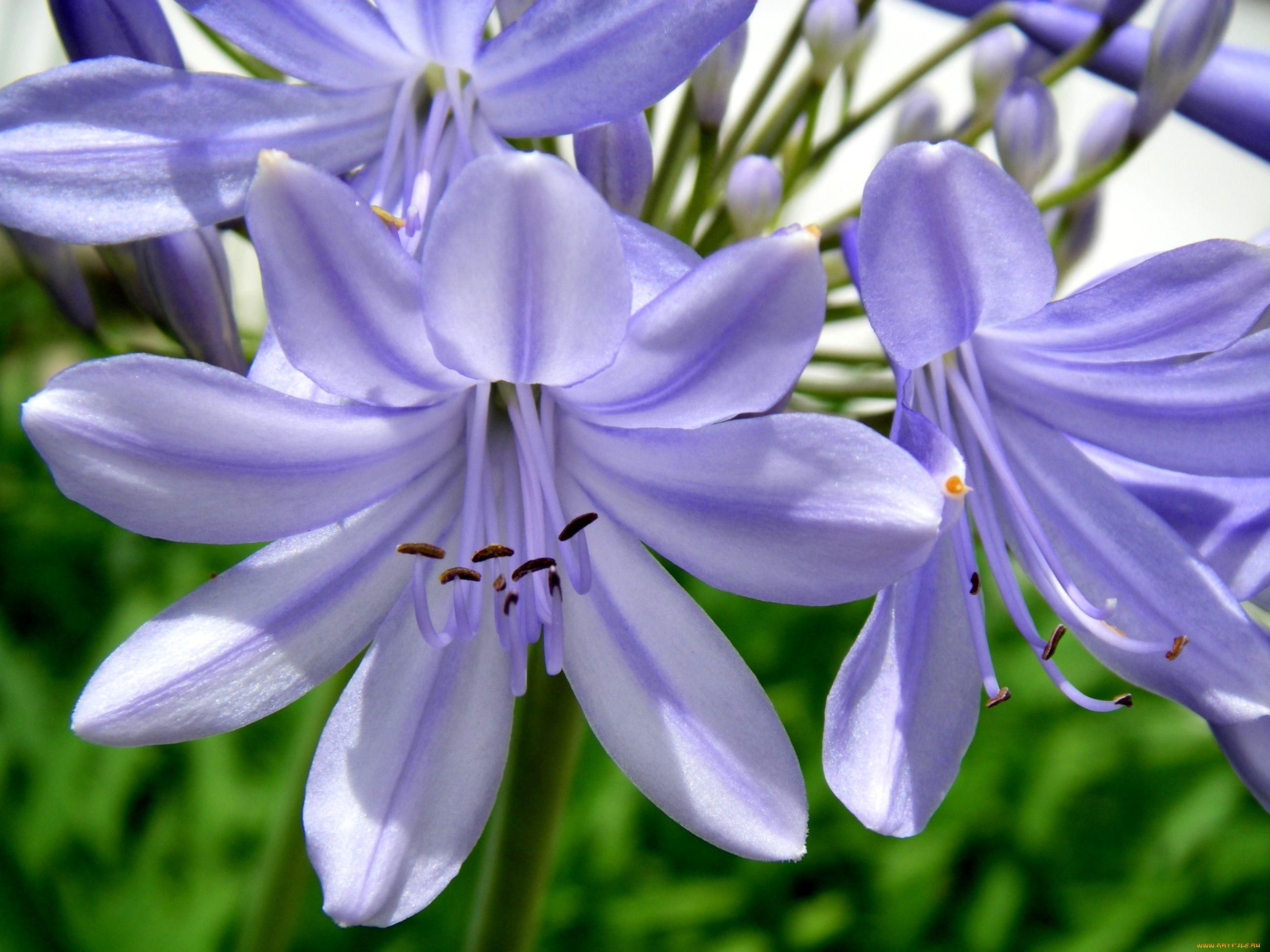 цветы, агапантус, африканская, лилия, сиреневый