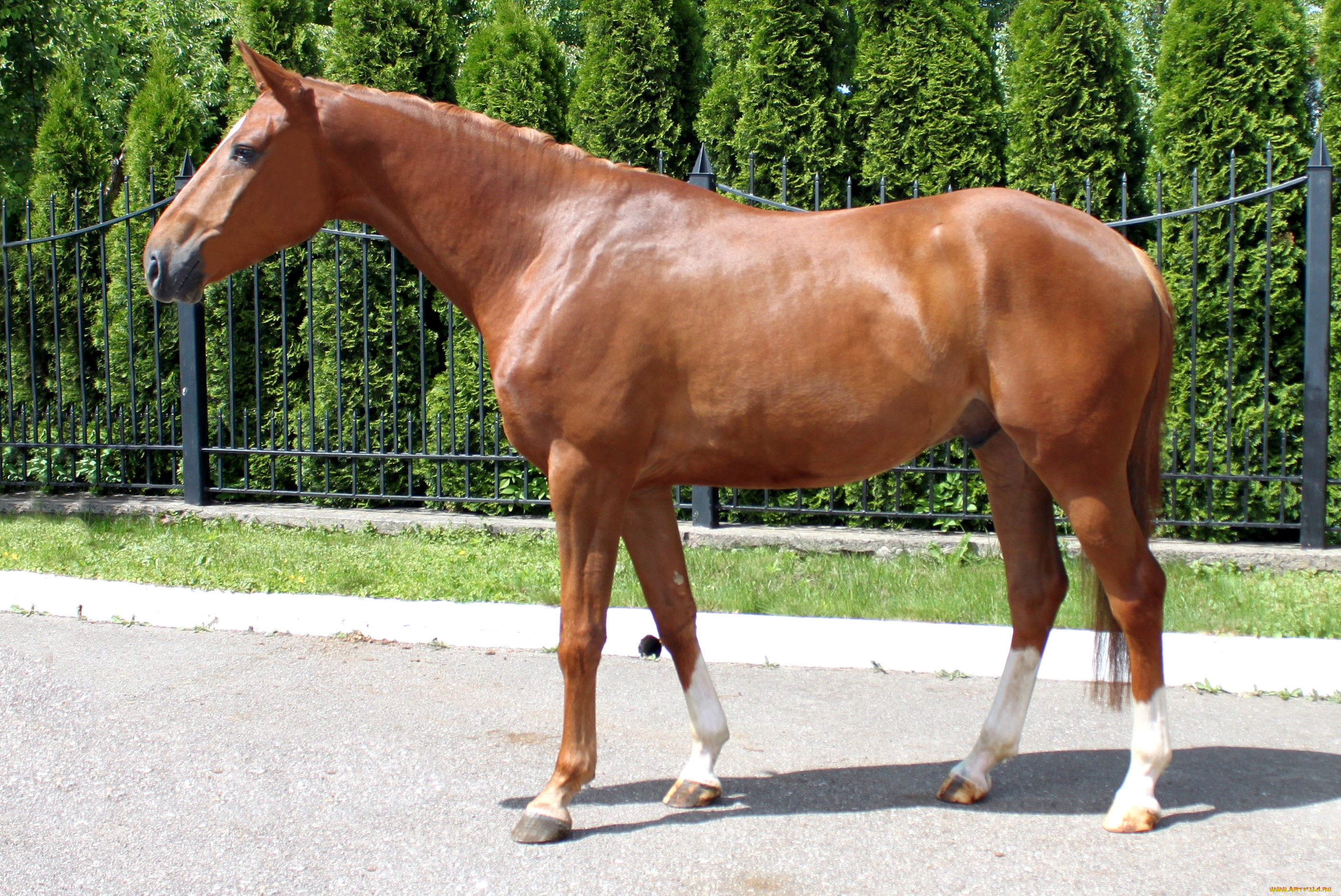 животные, лошади, жеребец