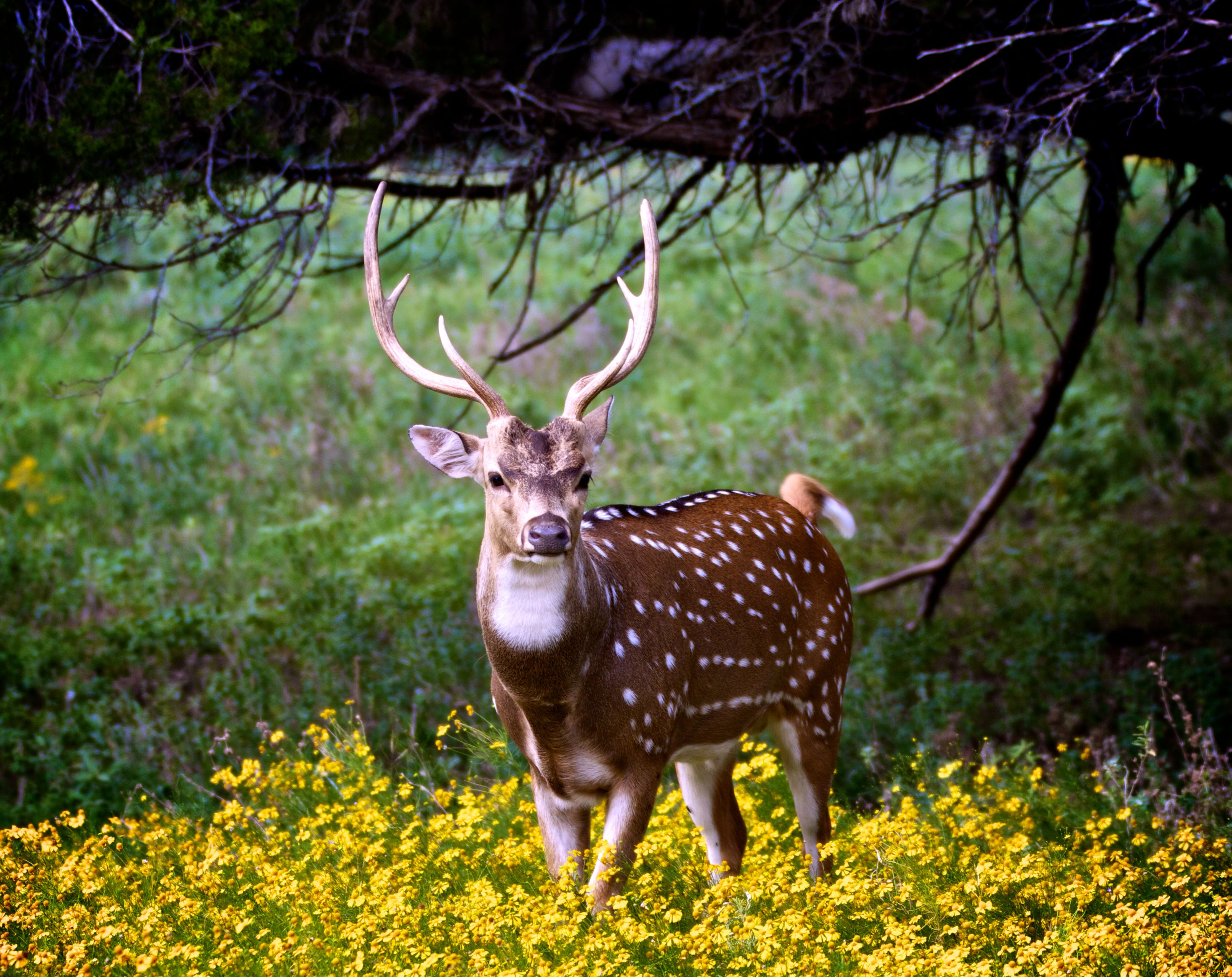 животные, олени, рога, цветы, пятнистый