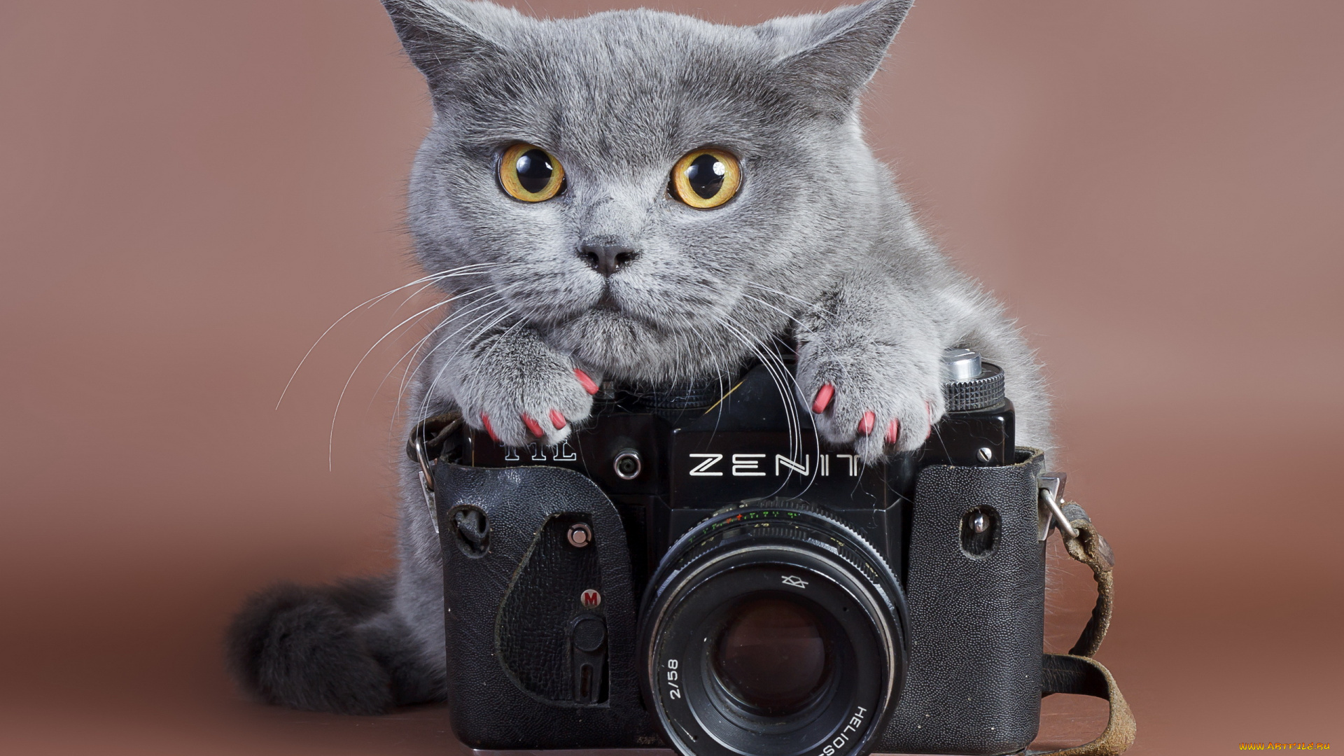 бренды, зенит, кот, фотокамера