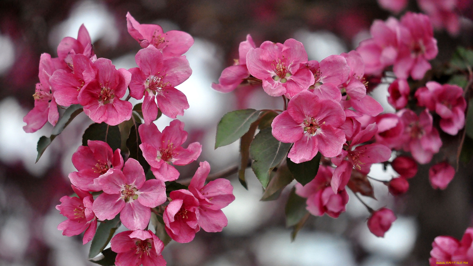 цветы, цветущие, деревья, кустарники, весна, дерево