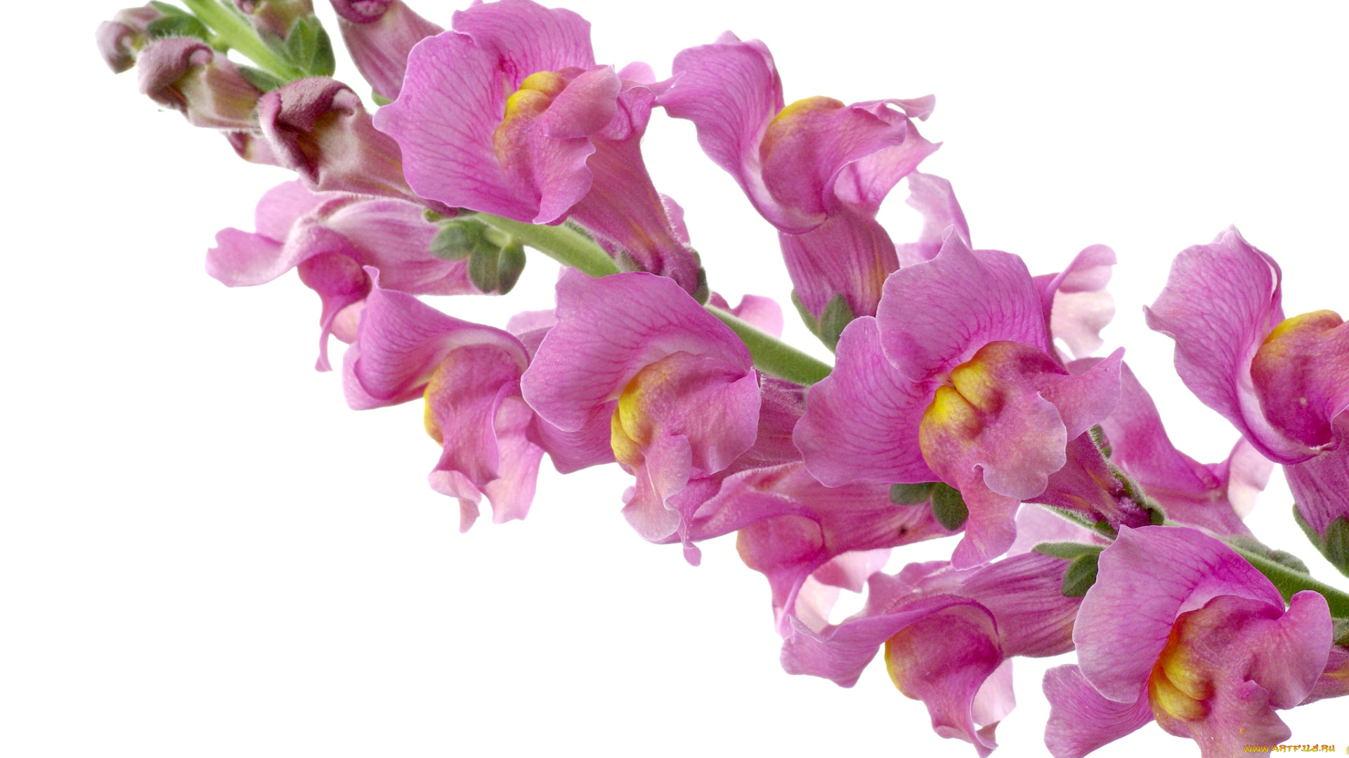 цветы, львиный, зев, розовый