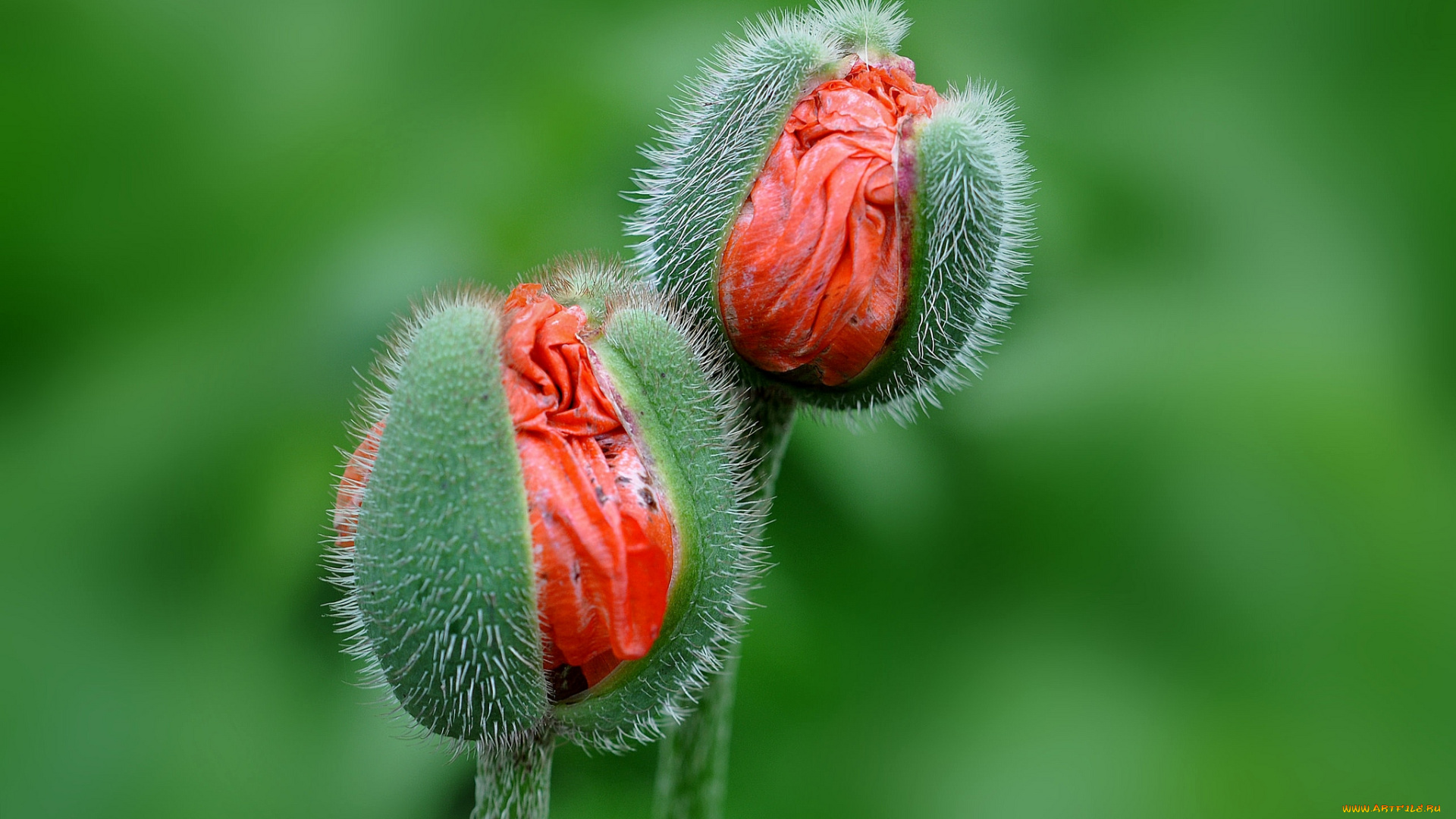цветы, маки, бутоны, рождение