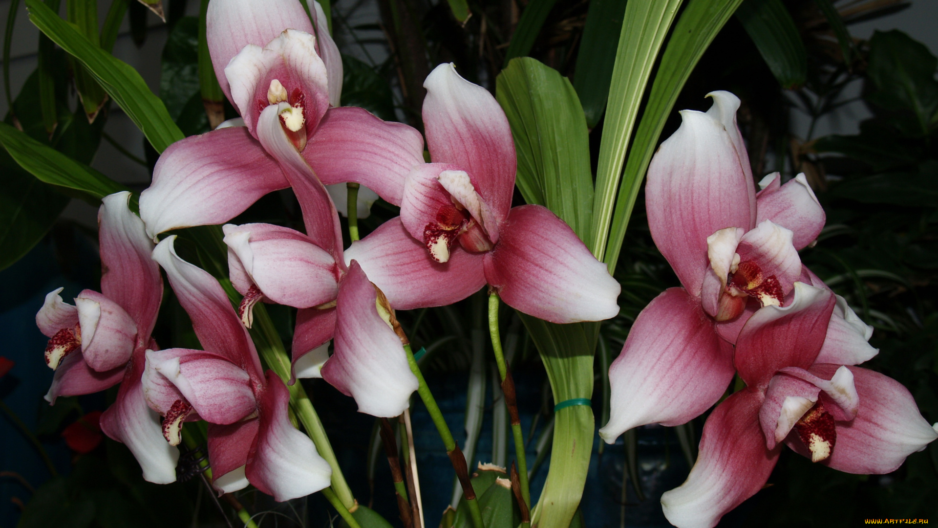 цветы, орхидеи
