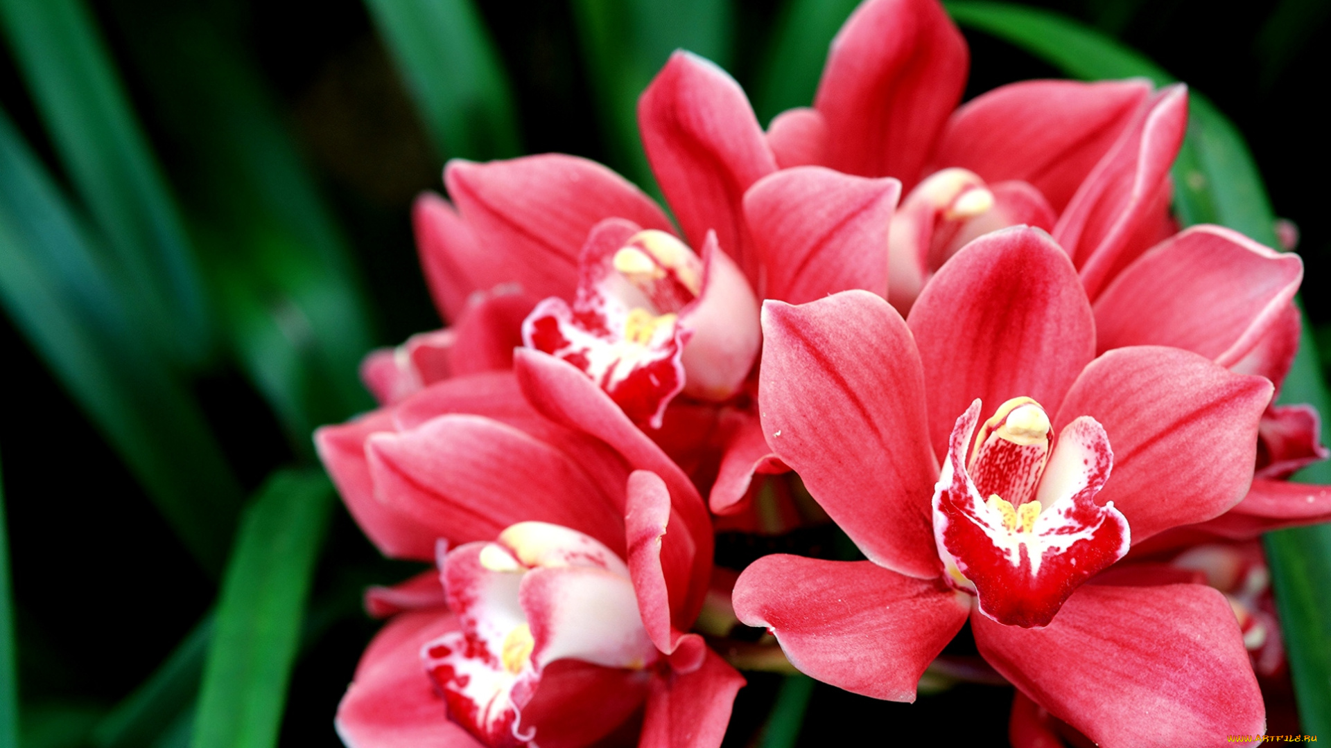 цветы, орхидеи, розовый