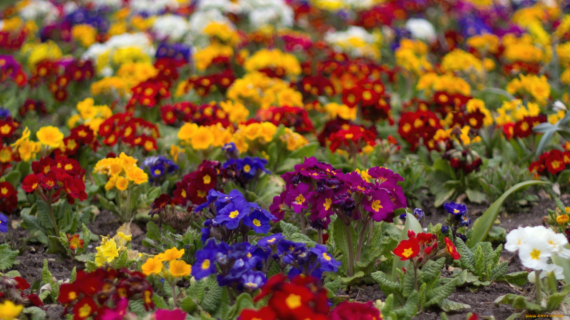 цветы, примулы, разноцветный