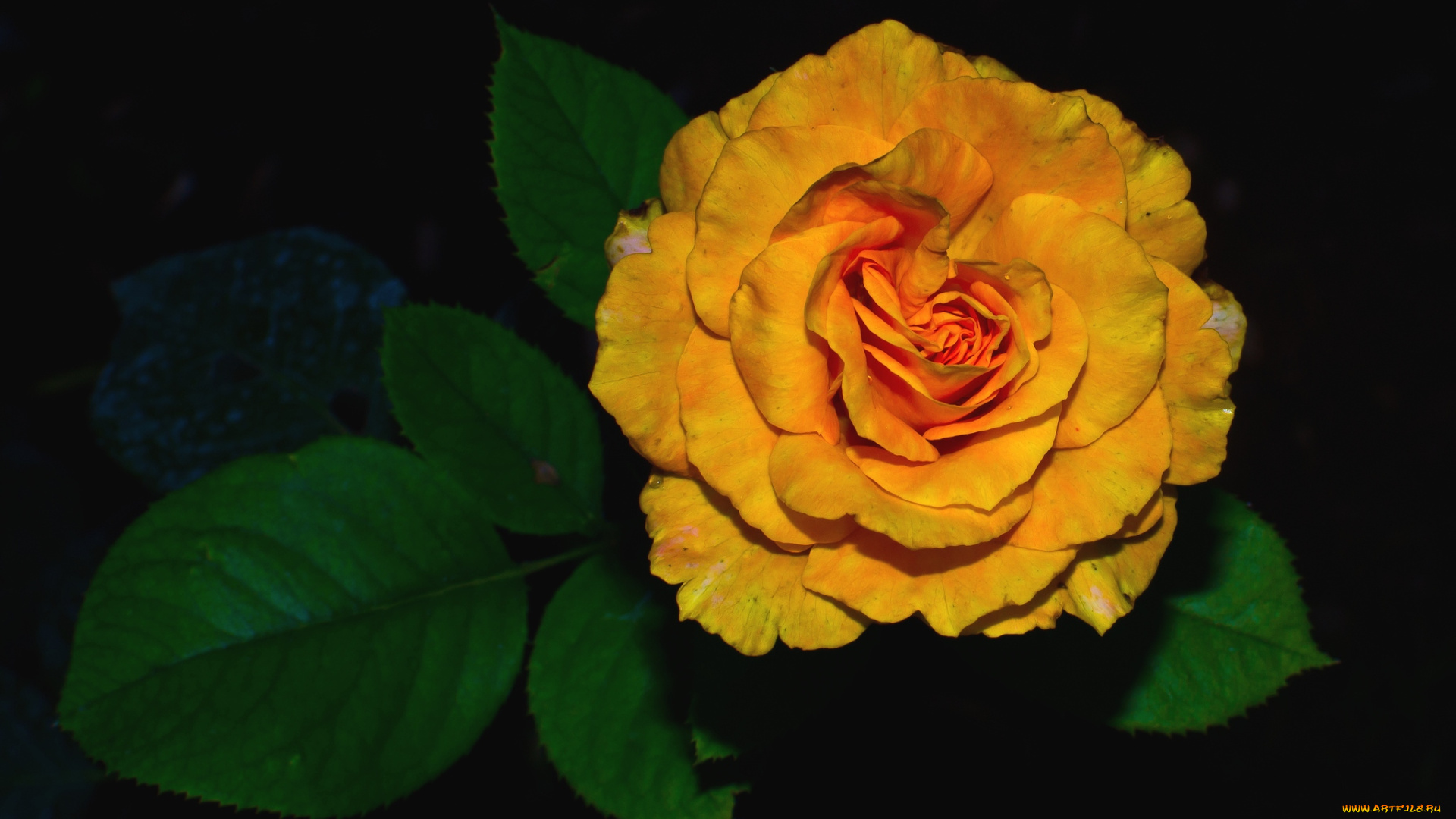 цветы, розы, оранжевый