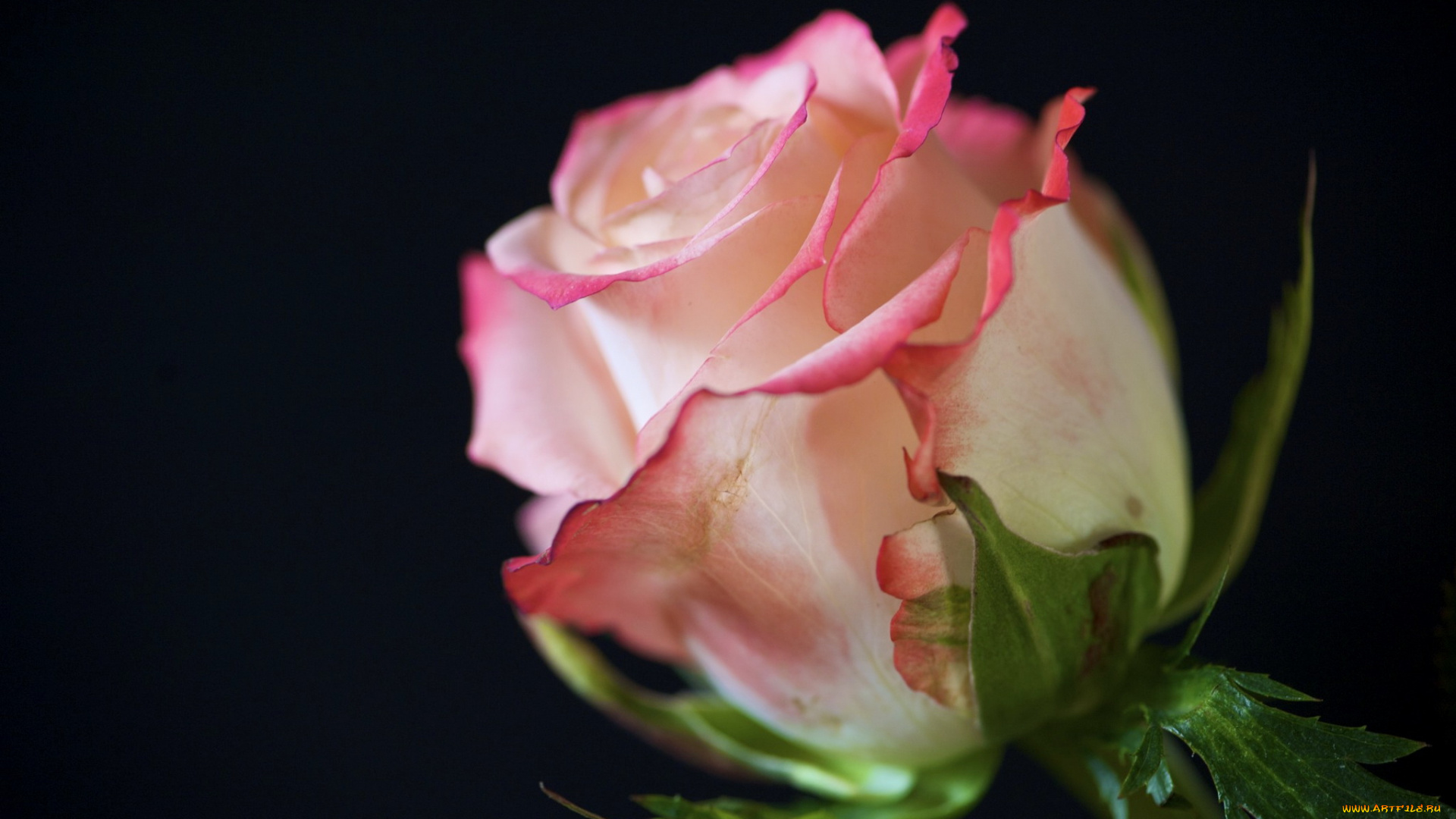 цветы, розы, роза