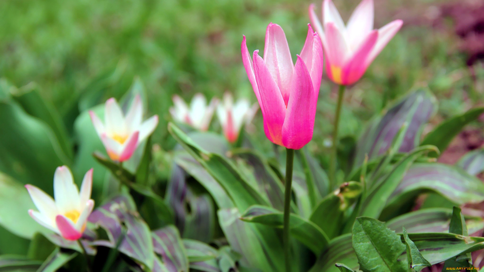 цветы, тюльпаны, розовый