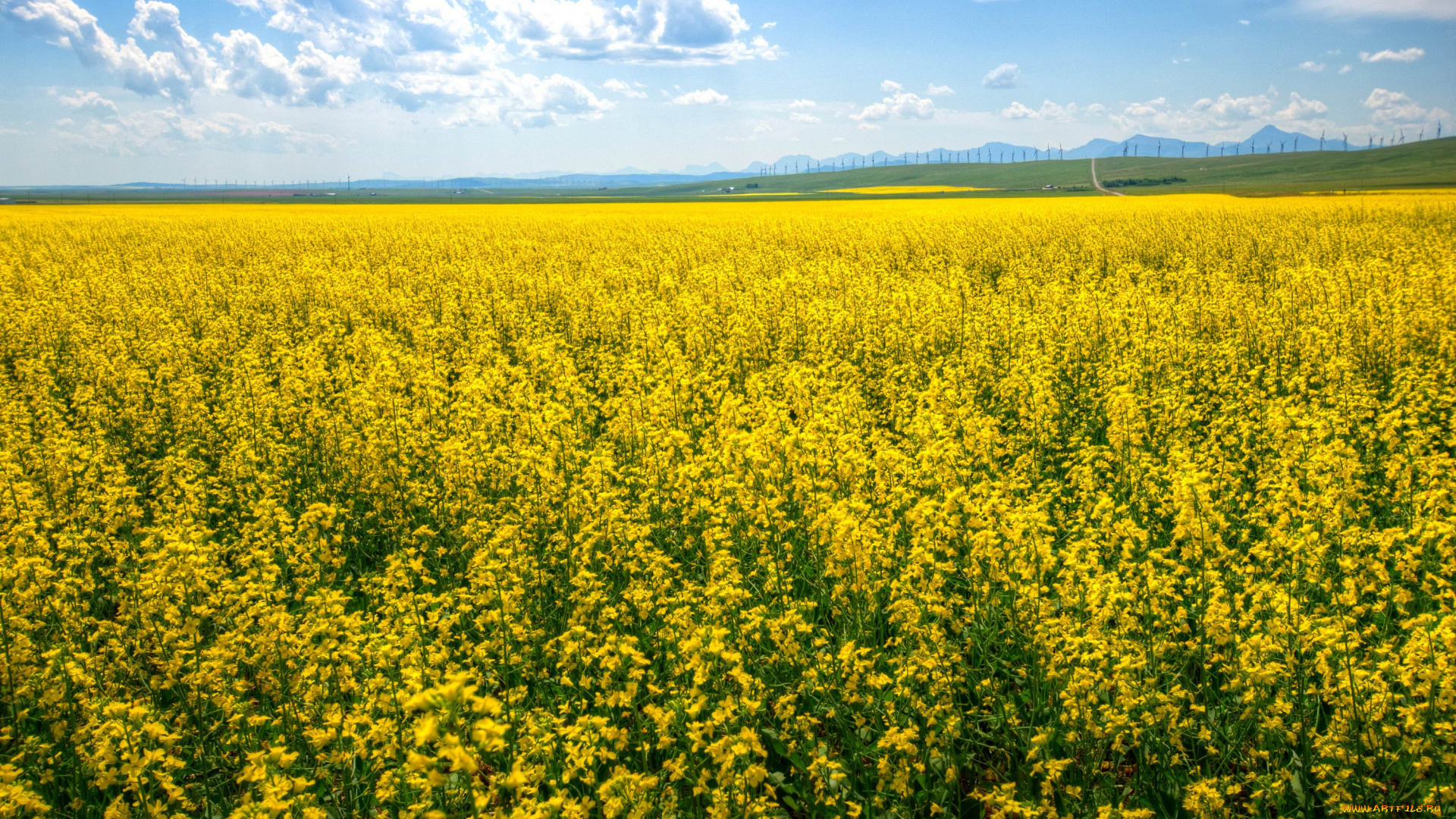 природа, поля, канада