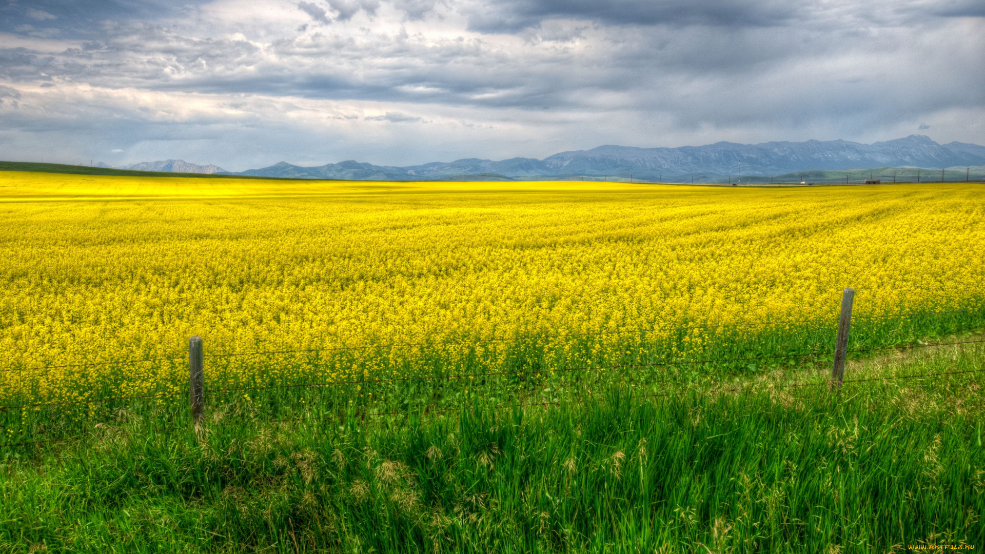 природа, поля, канада, рапс