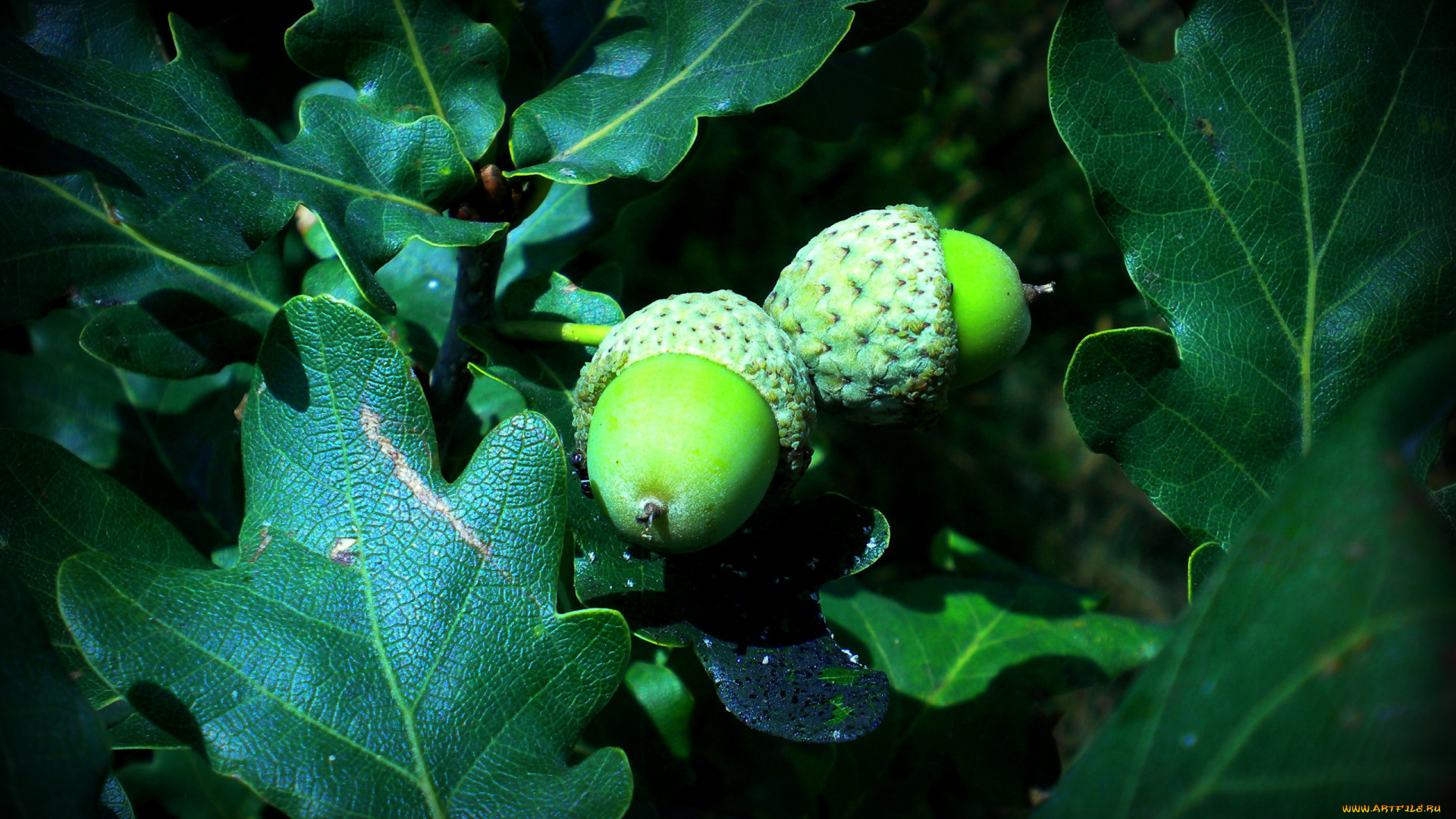 природа, шишки, жёлуди, каштаны, зелень, дуб, желуди