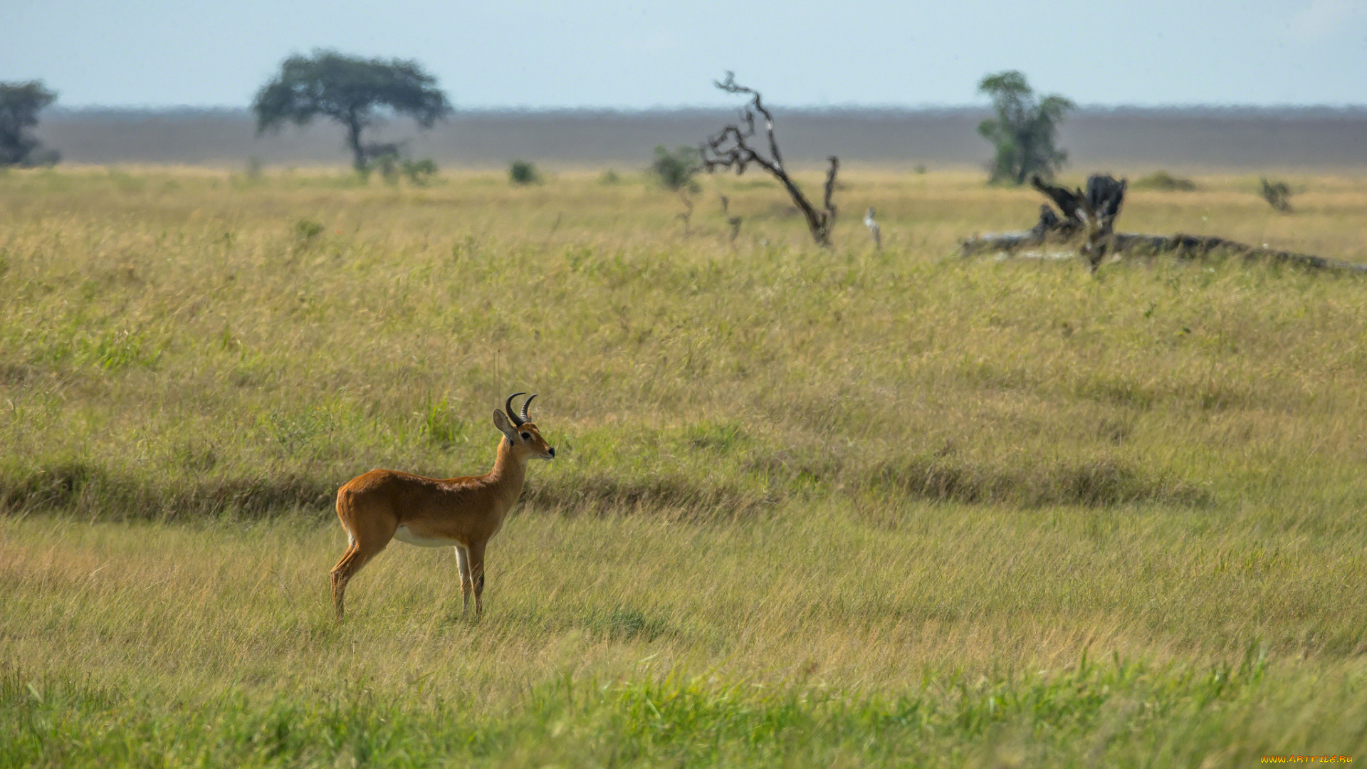 животные, антилопы, козочка