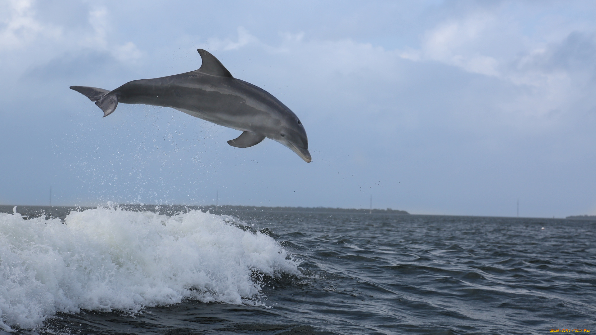 животные, дельфины, волна, прыжок