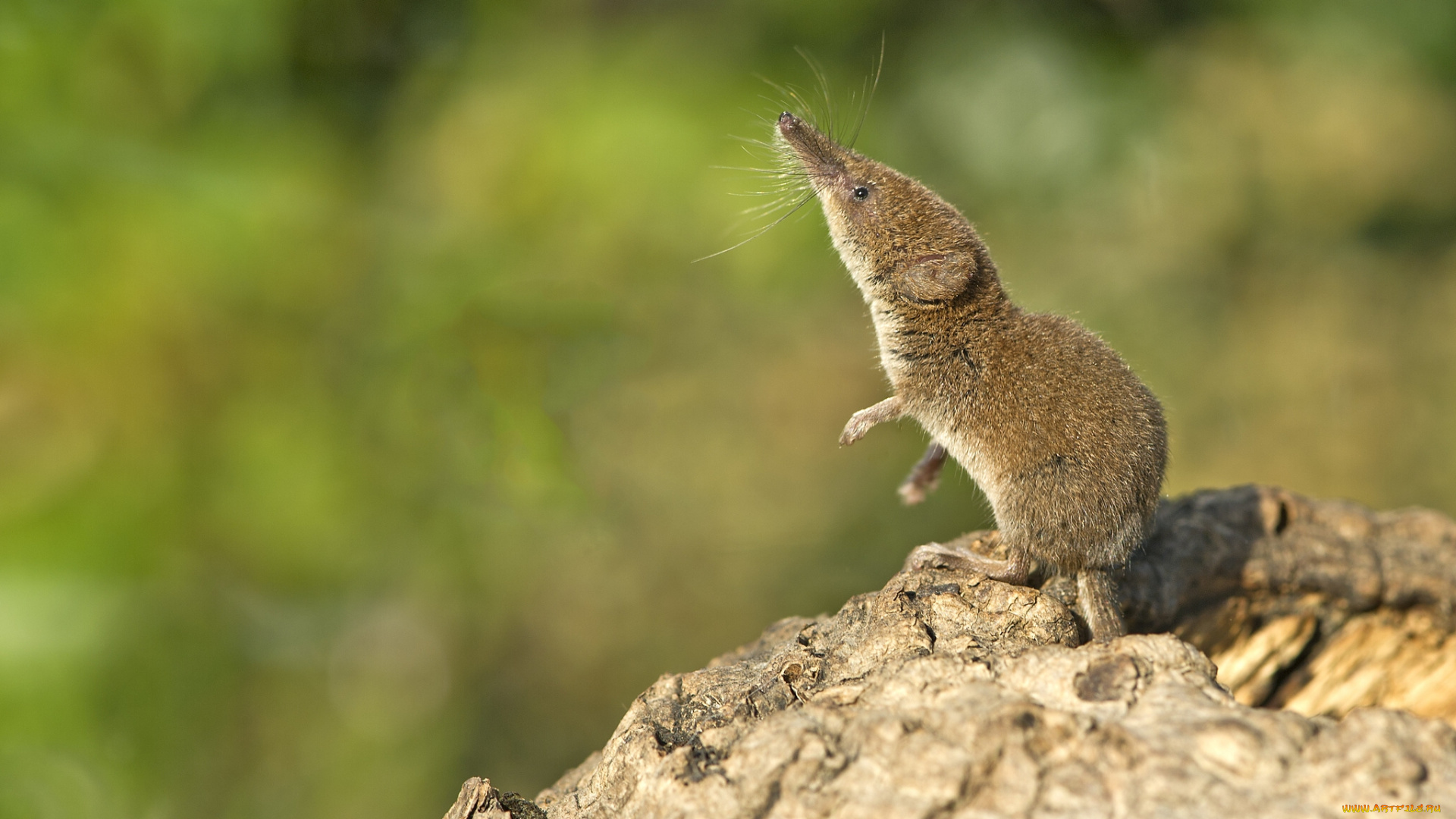 животные, другое, малая, землеройка, бурозубка