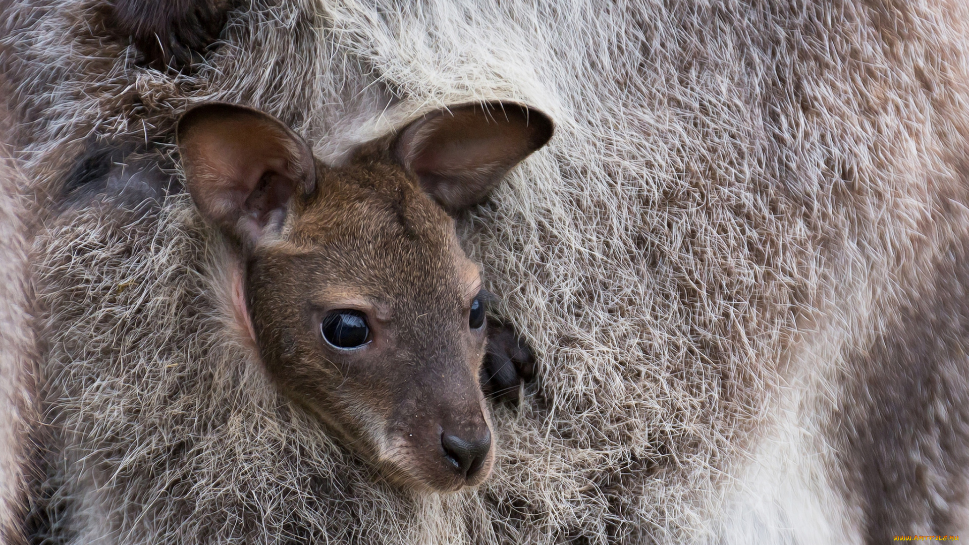 животные, кенгуру, малыш, кенгуренок