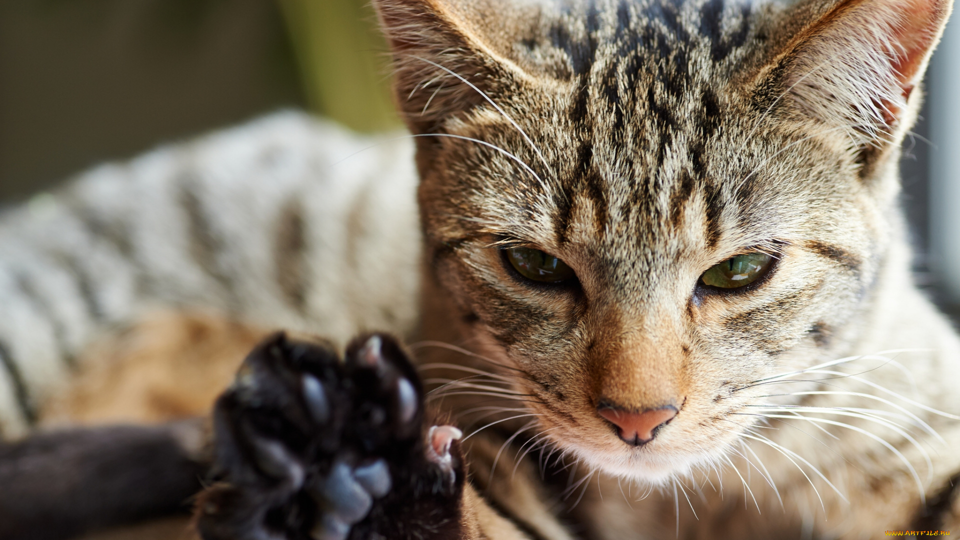 животные, коты, лапа