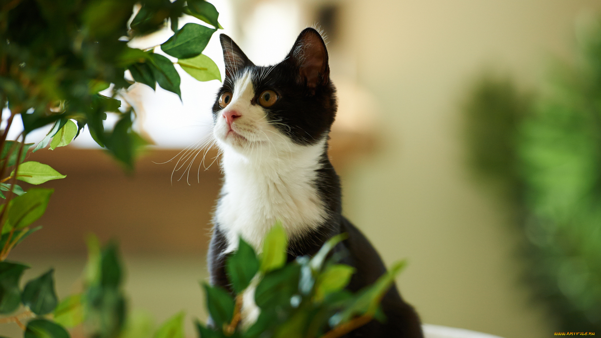 животные, коты, листья