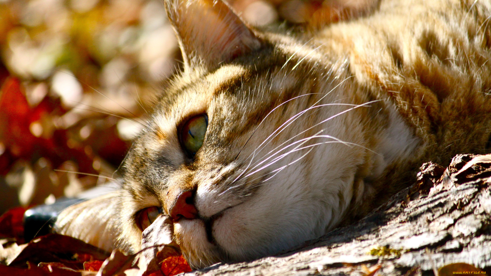 животные, коты, листья, котэ