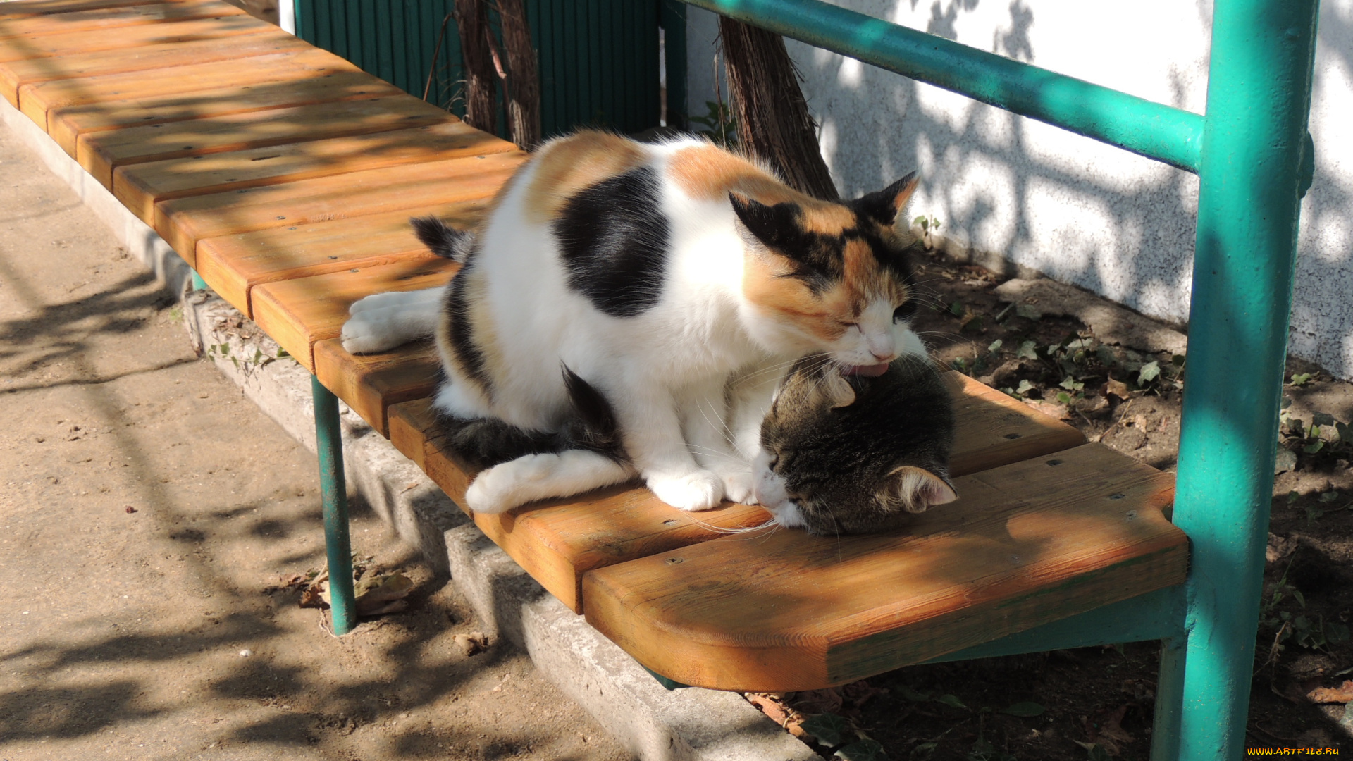 животные, коты, парочка