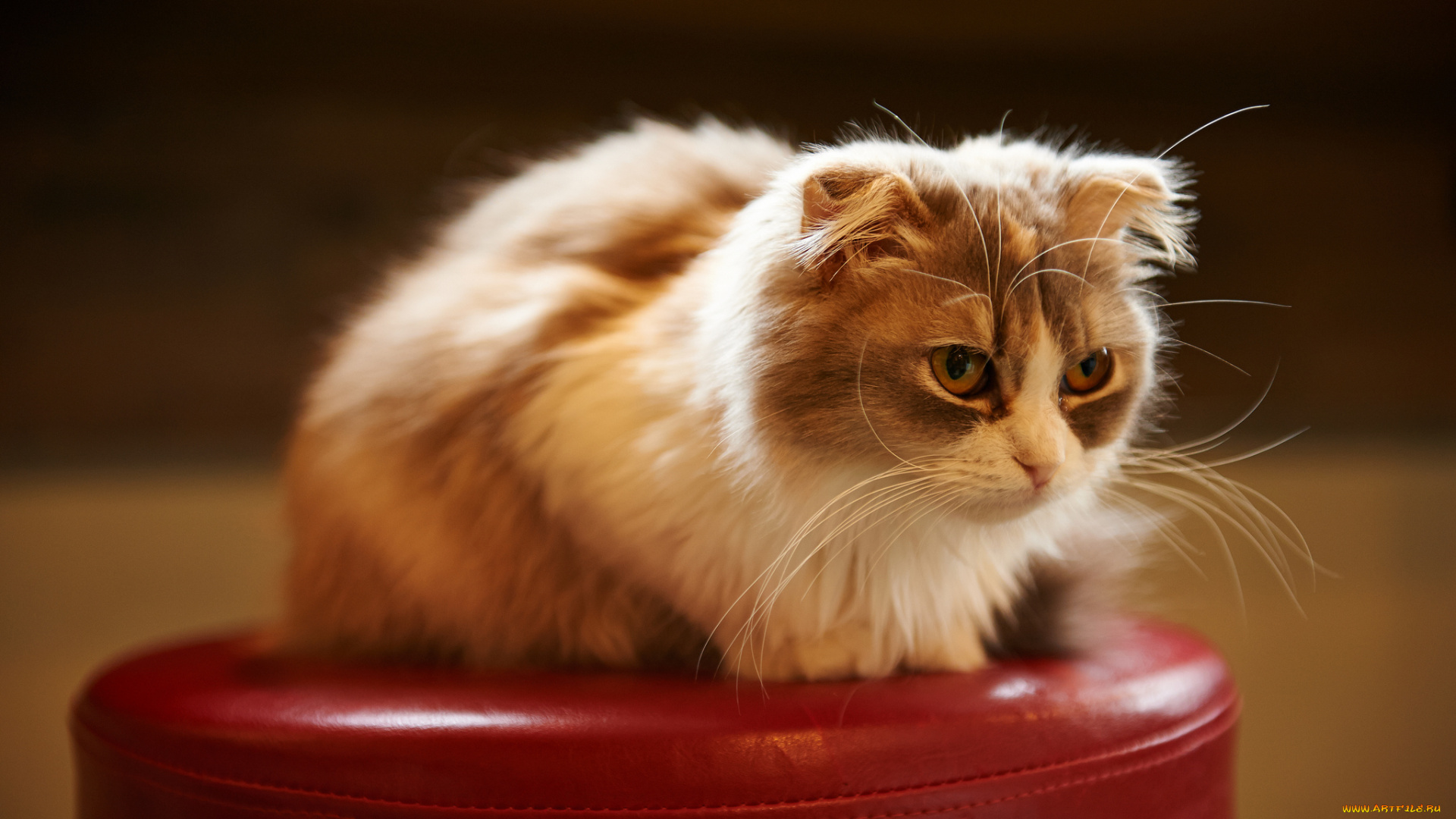 животные, коты, вислоухая