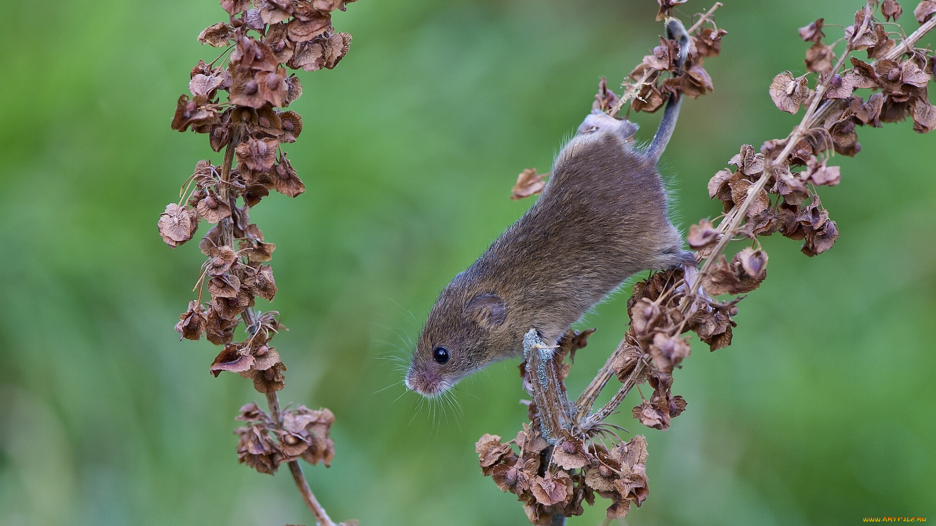животные, крысы, мыши, мышь-малютка