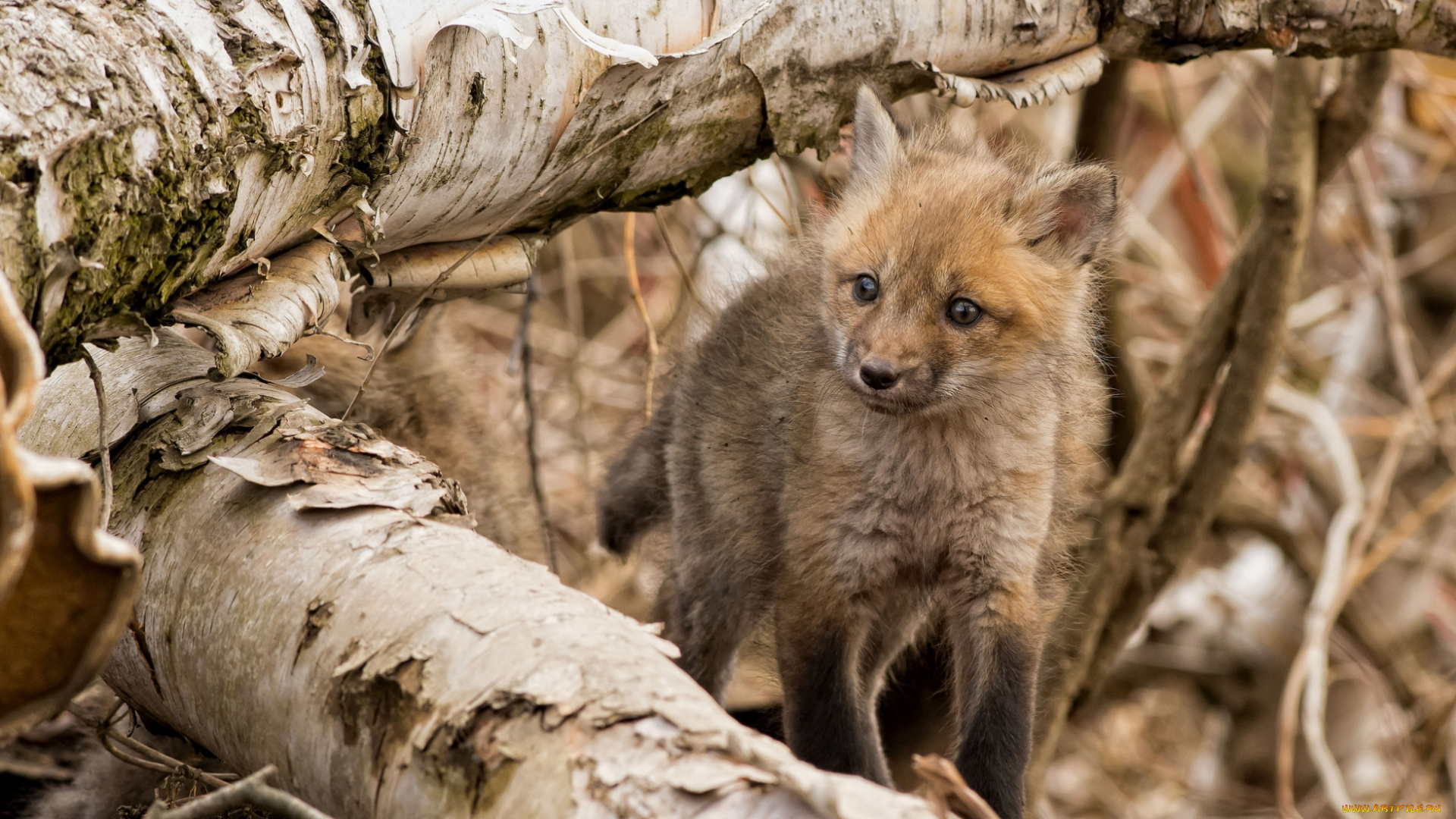 животные, лисы, лисенок, малыш